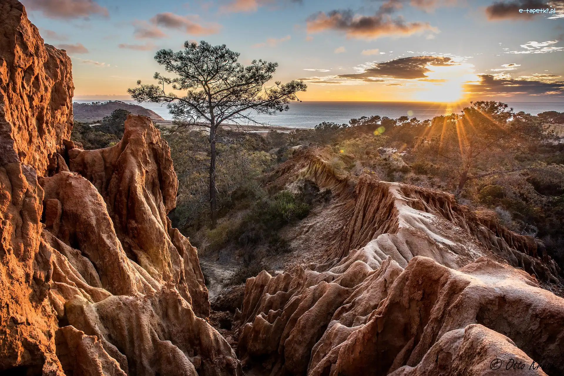Drzewo, Kalifornia, Skały, Zachód słońca, Torrey Pines, Rezerwat Stanowy