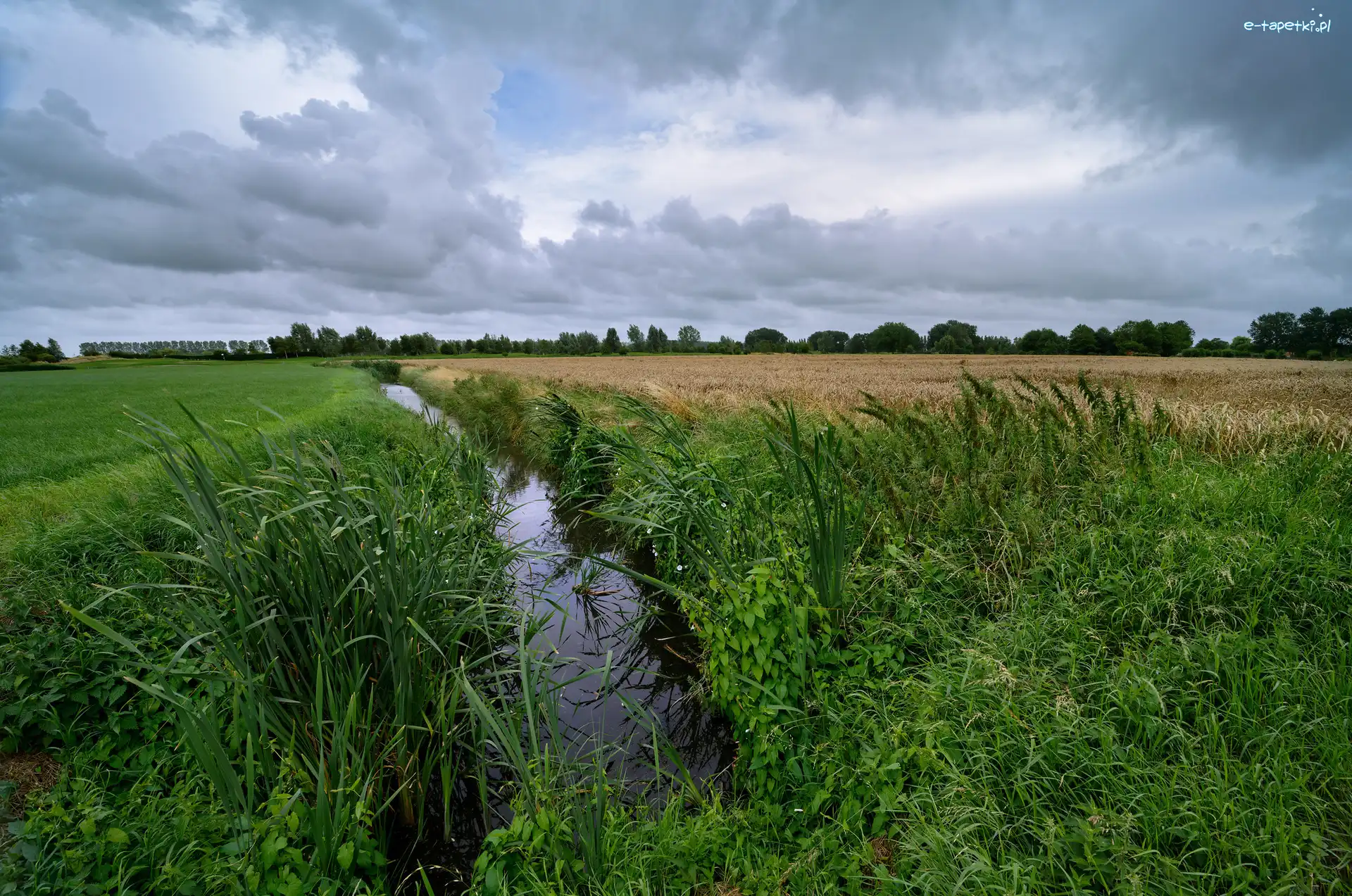 Zboże, Trawa, Pole, Drzewa, Łąka, Rów