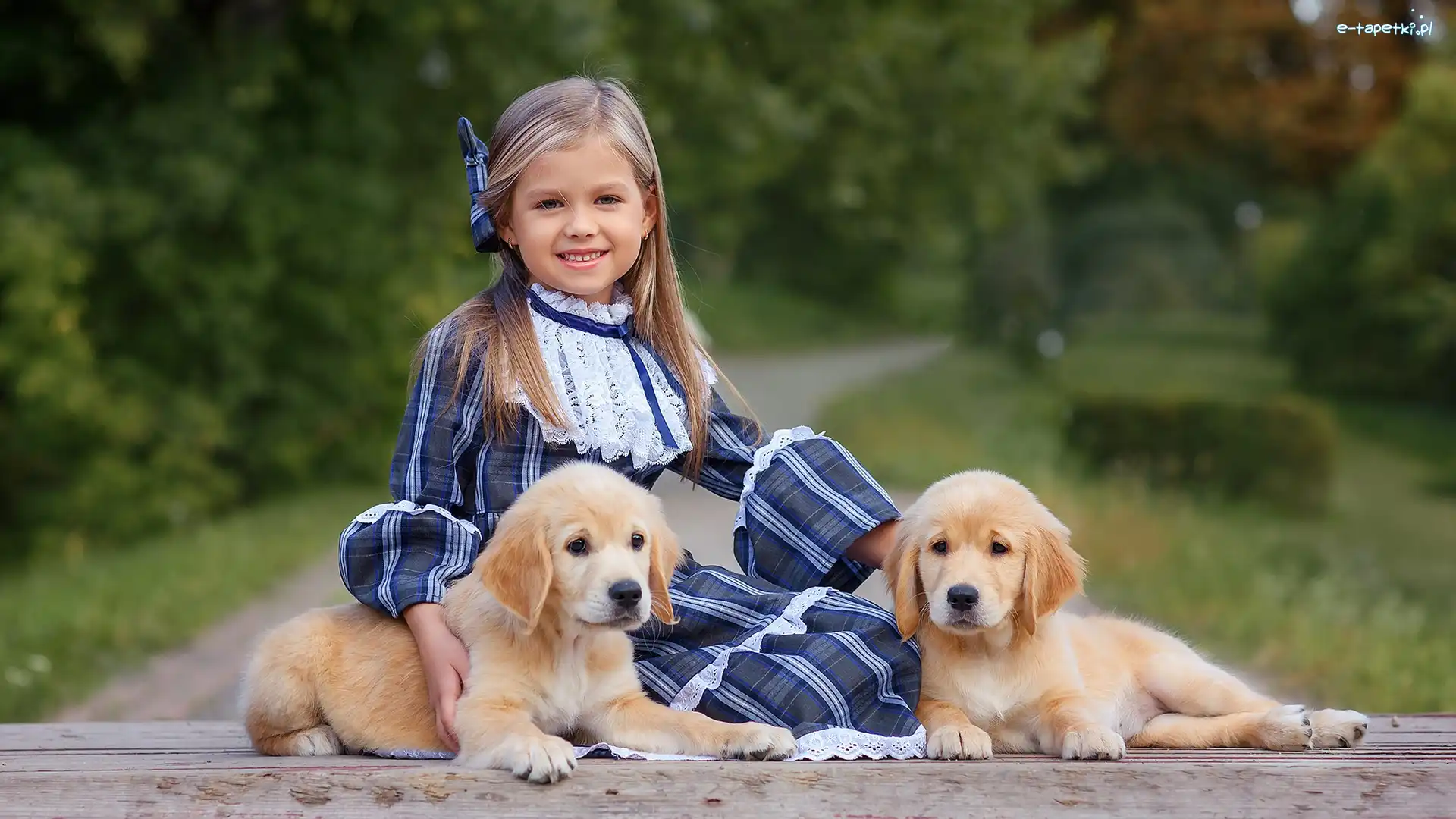 Golden retriever, Szczeniaki, Dziewczynka