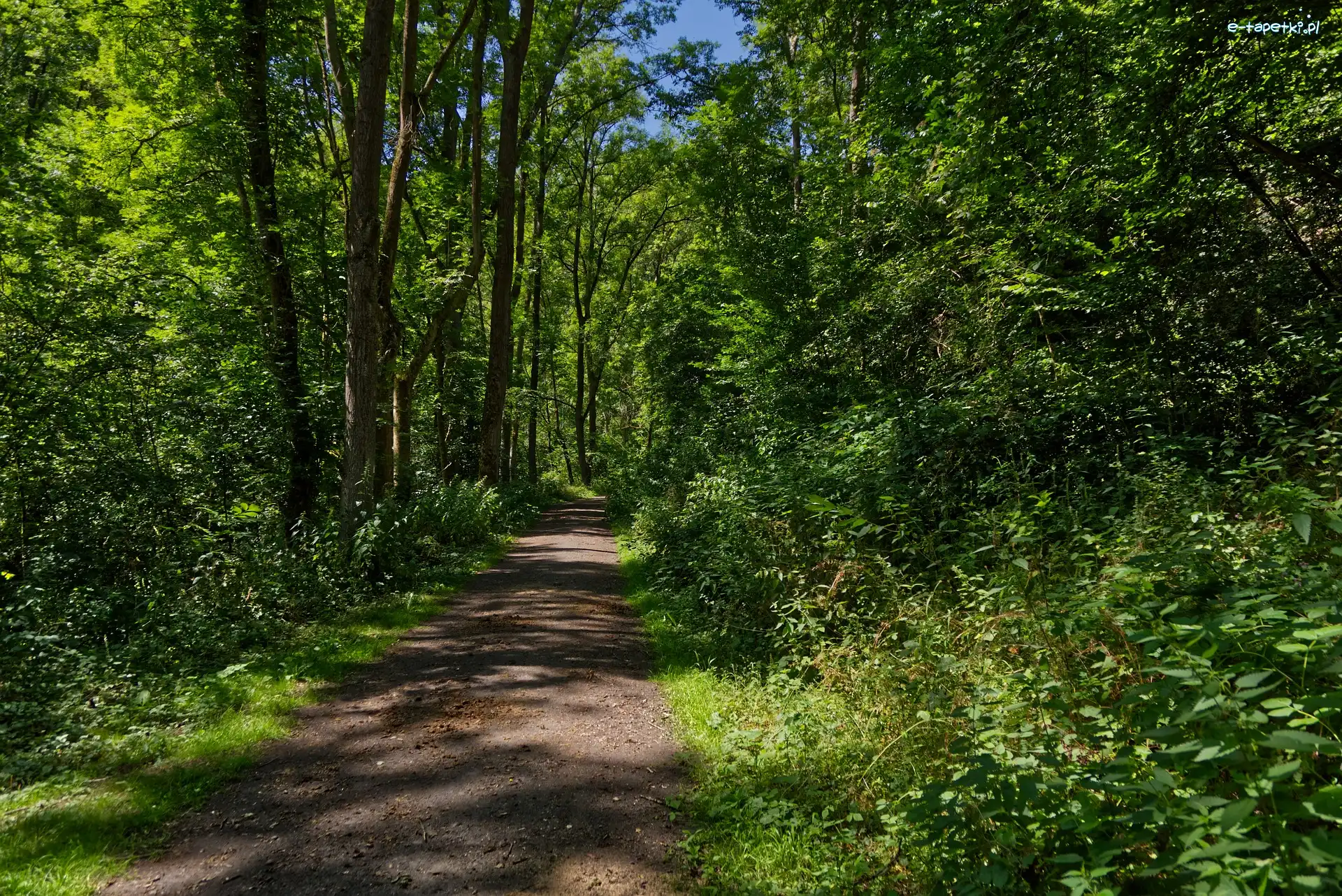 Las, Krzewy, Drogam Drzewa, Blask, Słoneczny