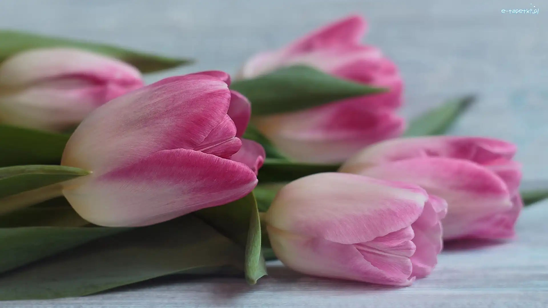Tulipany, Różowo-białe, Kwiaty