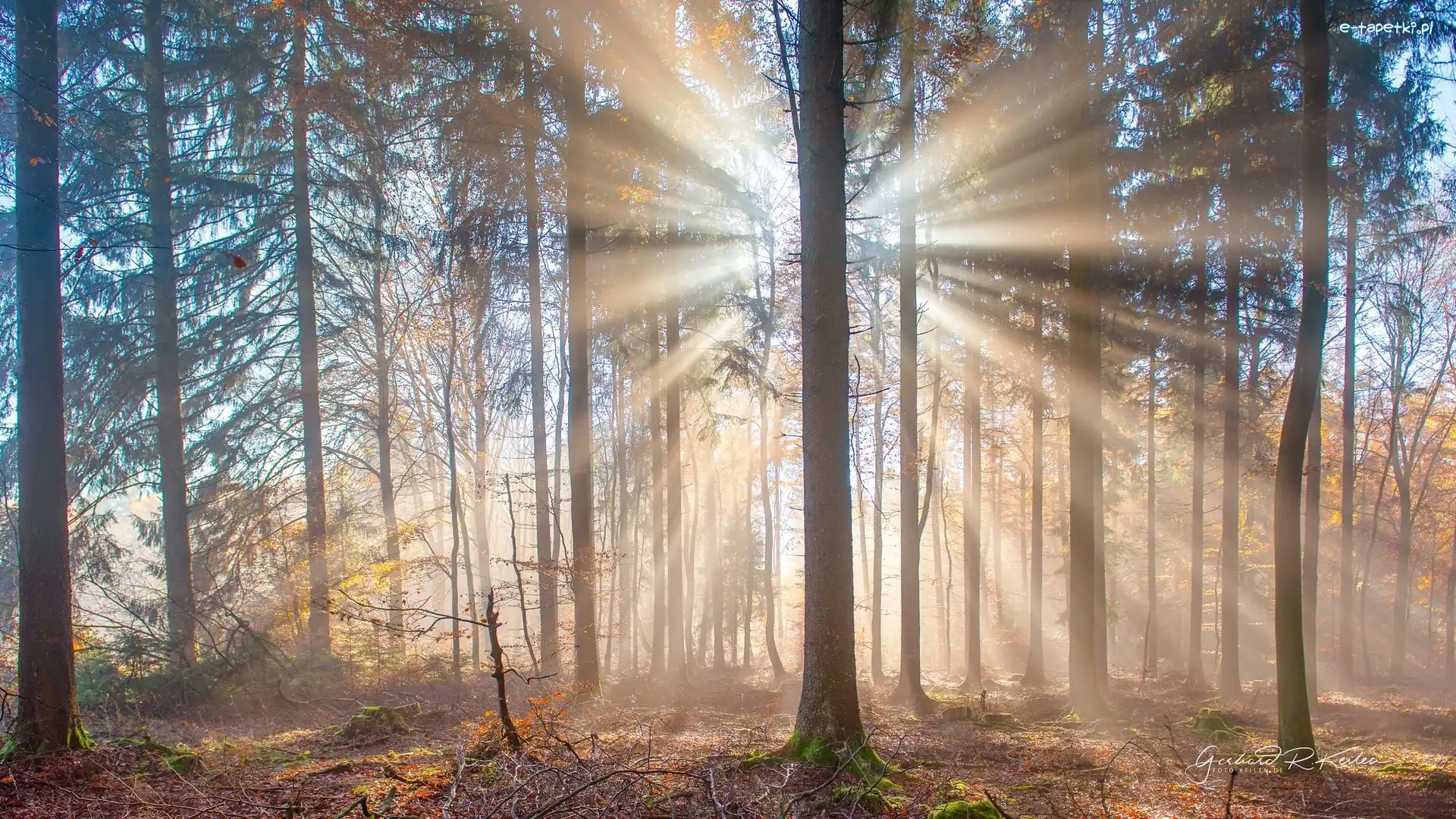 Słoneczne, Drzewa, Las, Przebijające światło