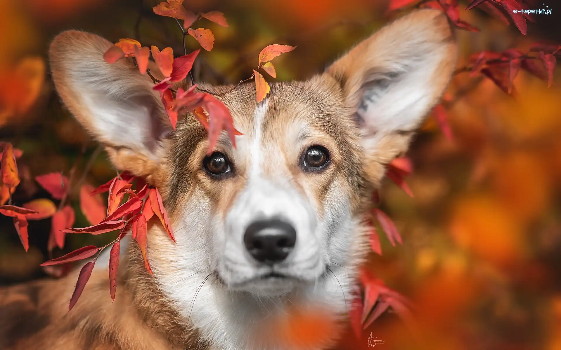 Liście, Welsh corgi pembroke, Pies