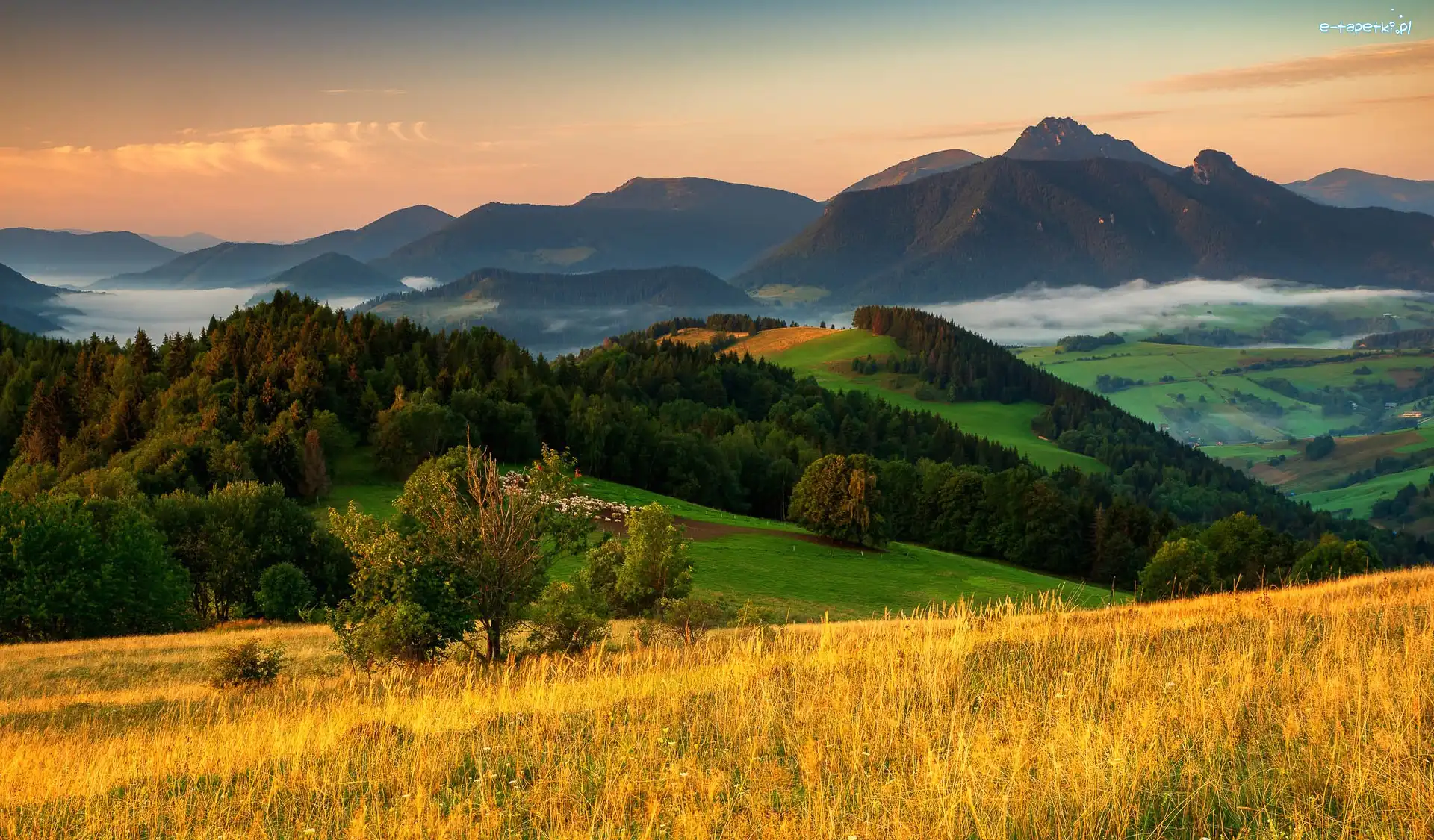 Góry, Drzewa, Las, Łąka, Mgła