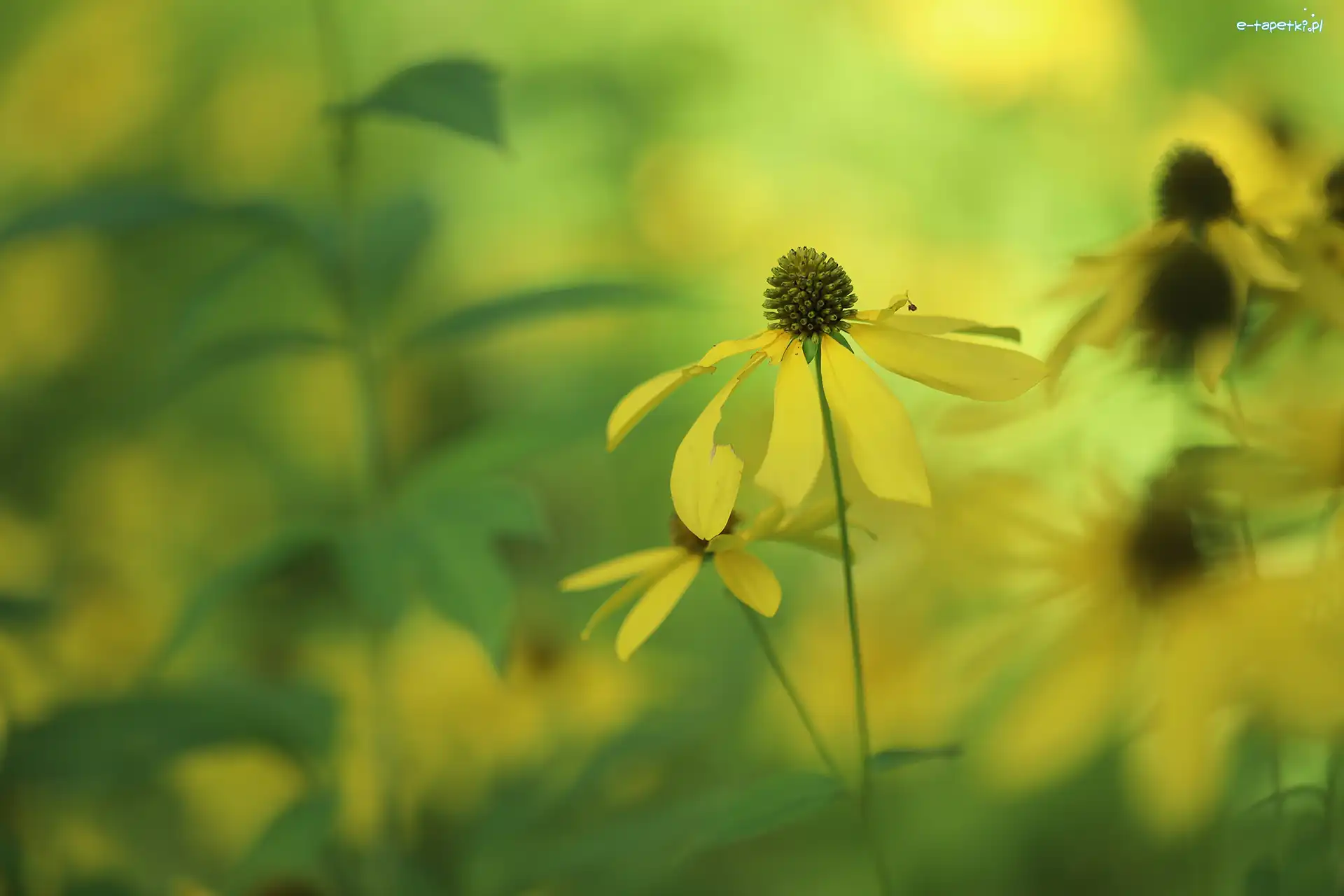Żółty, Rozmyte tło, Kwiat, Rudbekia naga