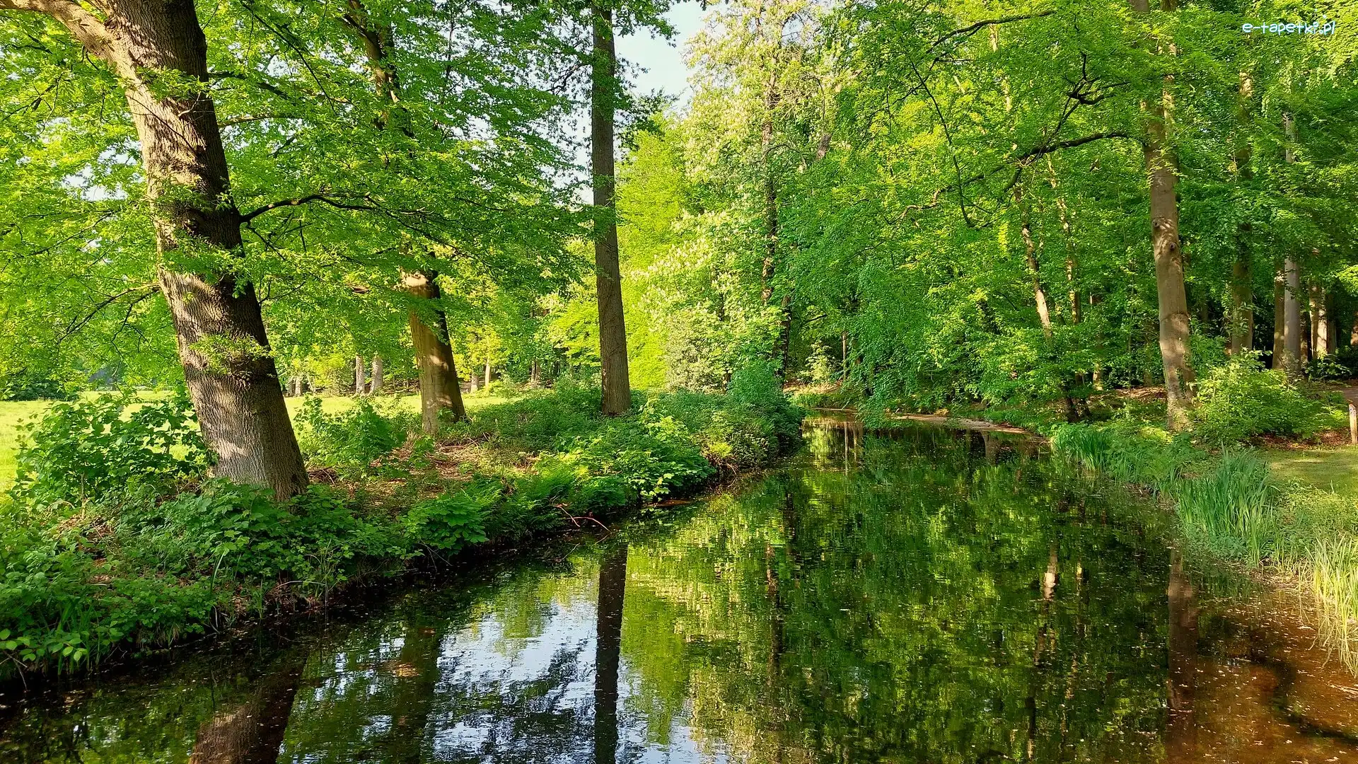 Rzeka, Odbicie, Rośliny, Drzewa
