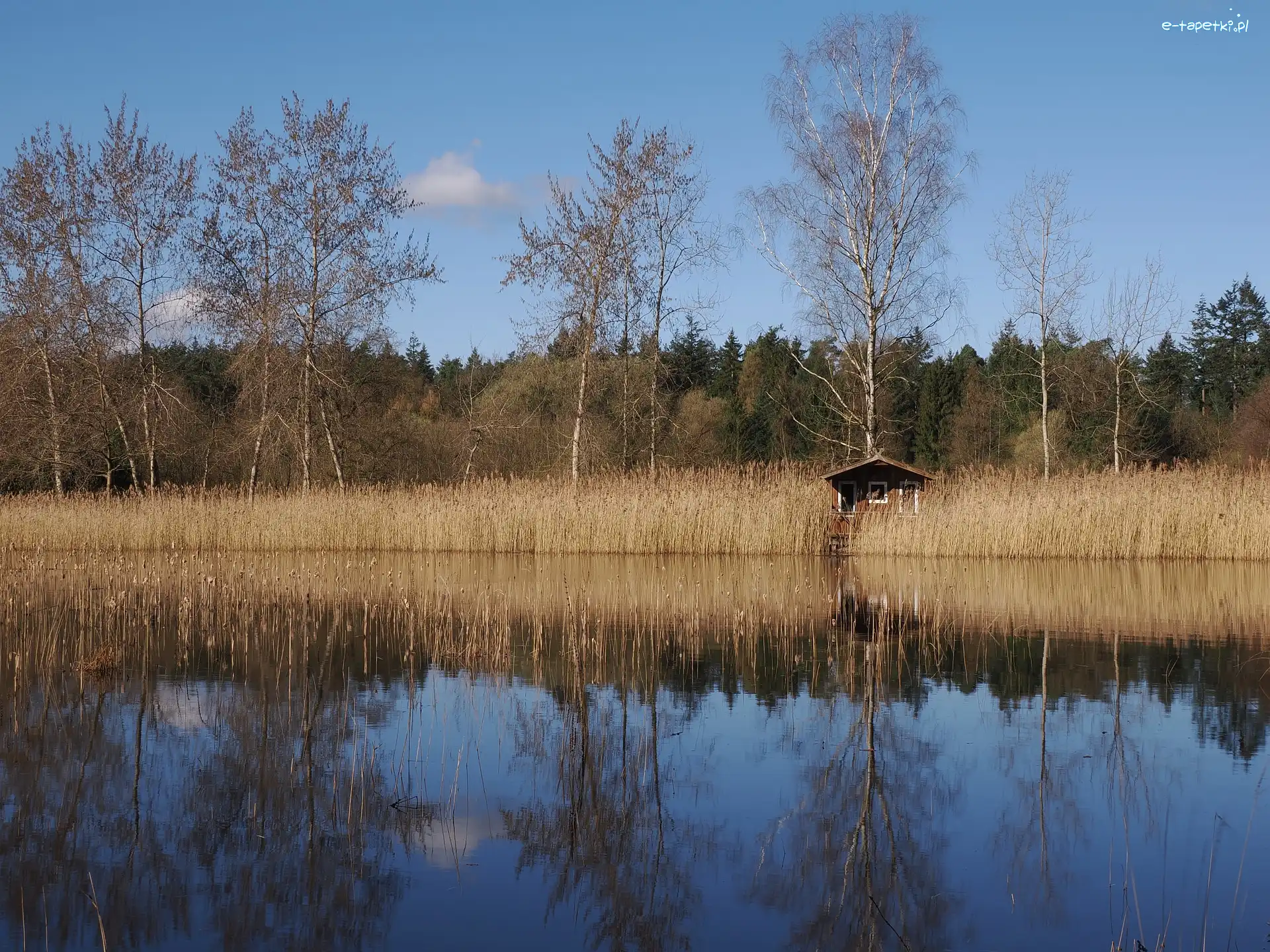 Jesień, Domek, Szuwary, Jezioro, Drzewa