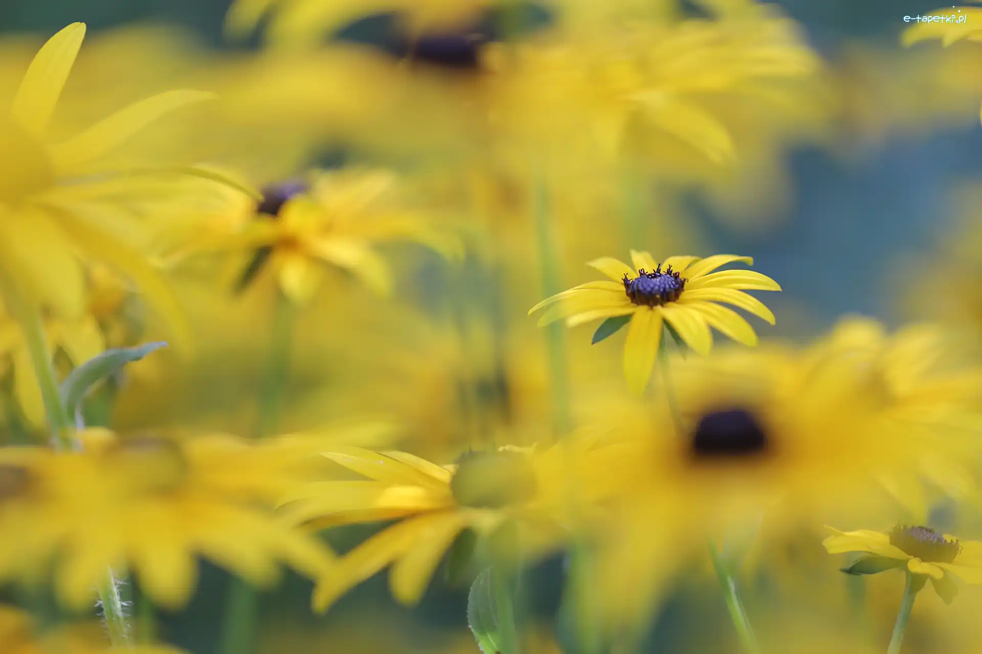 Żółte, Rozmycie, Kwiaty, Rudbekia