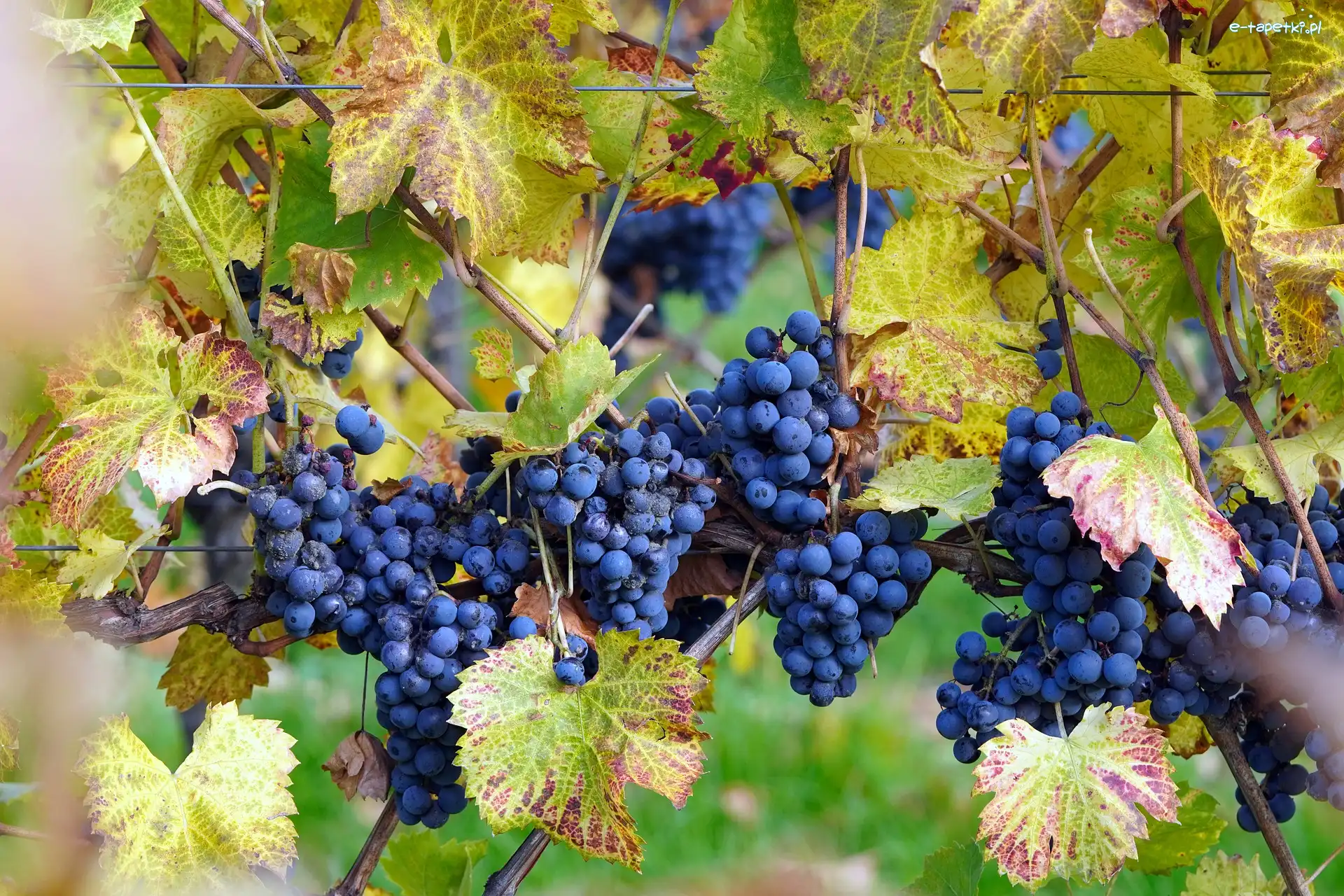 Winogrona, Kiście, Liście, Ciemne