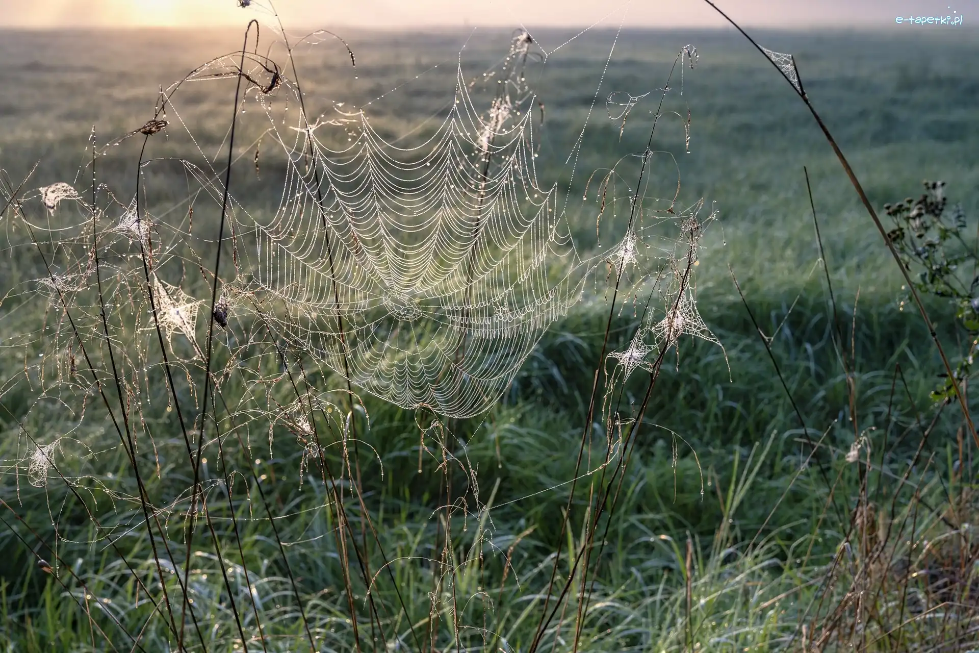 Rośliny, Trawa, Pajęczyna