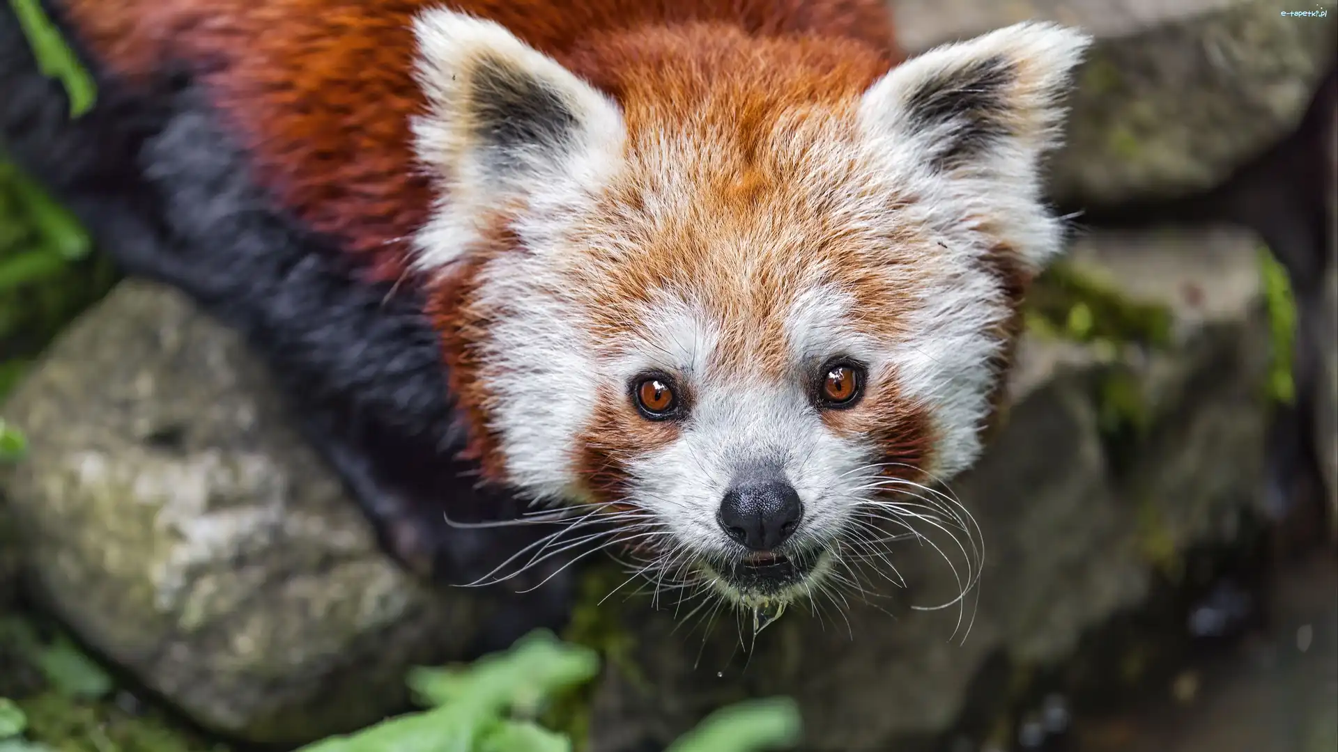 Rozmycie, Pandka ruda, Kamienie, Czerwona panda
