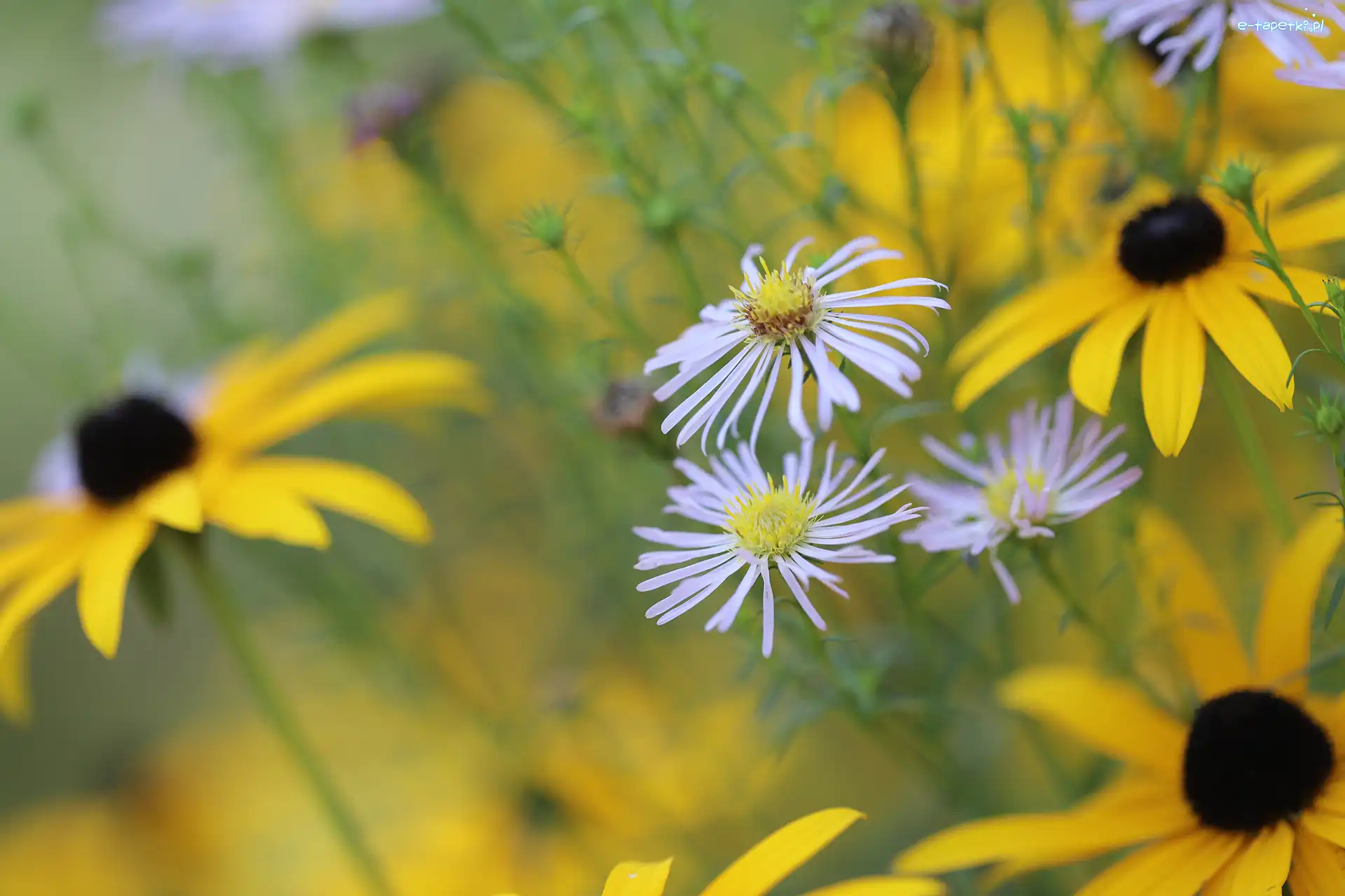 Kwiaty, Rudbekie, Astry