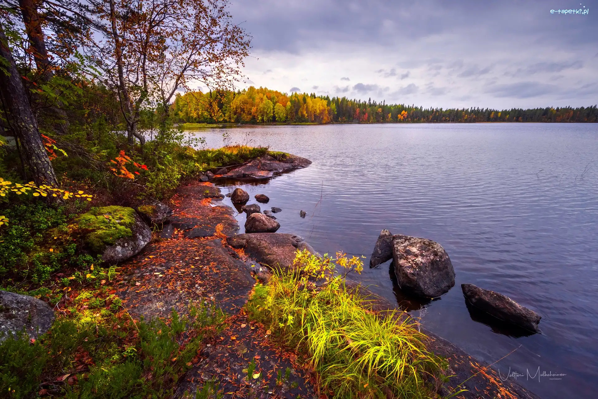 Trawa, Jezioro, Finlandia, Drzewa, Kamienie, Las, Pożółkłe, Jesień, Lentua, Kuhmo