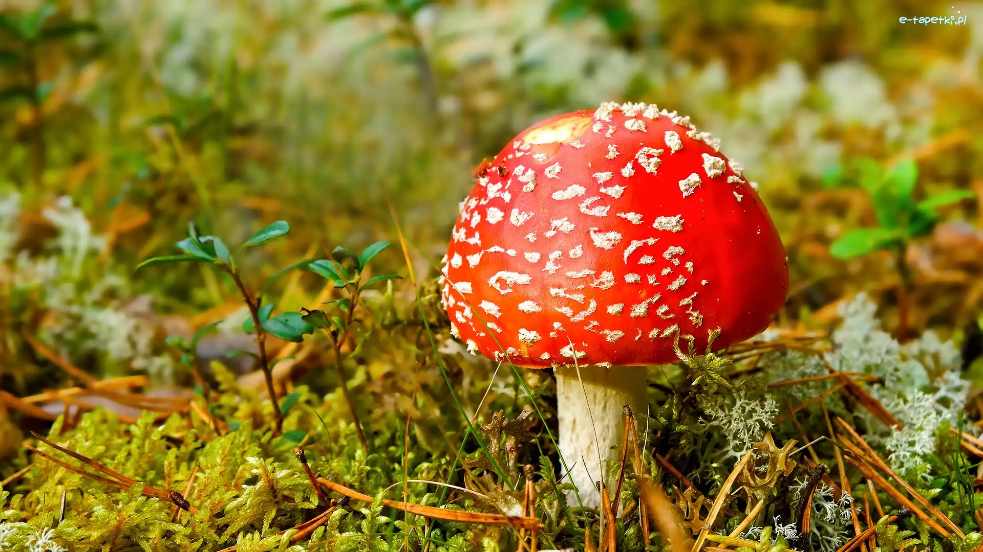 Grzyb, Ściółka, Muchomor, Czerwony