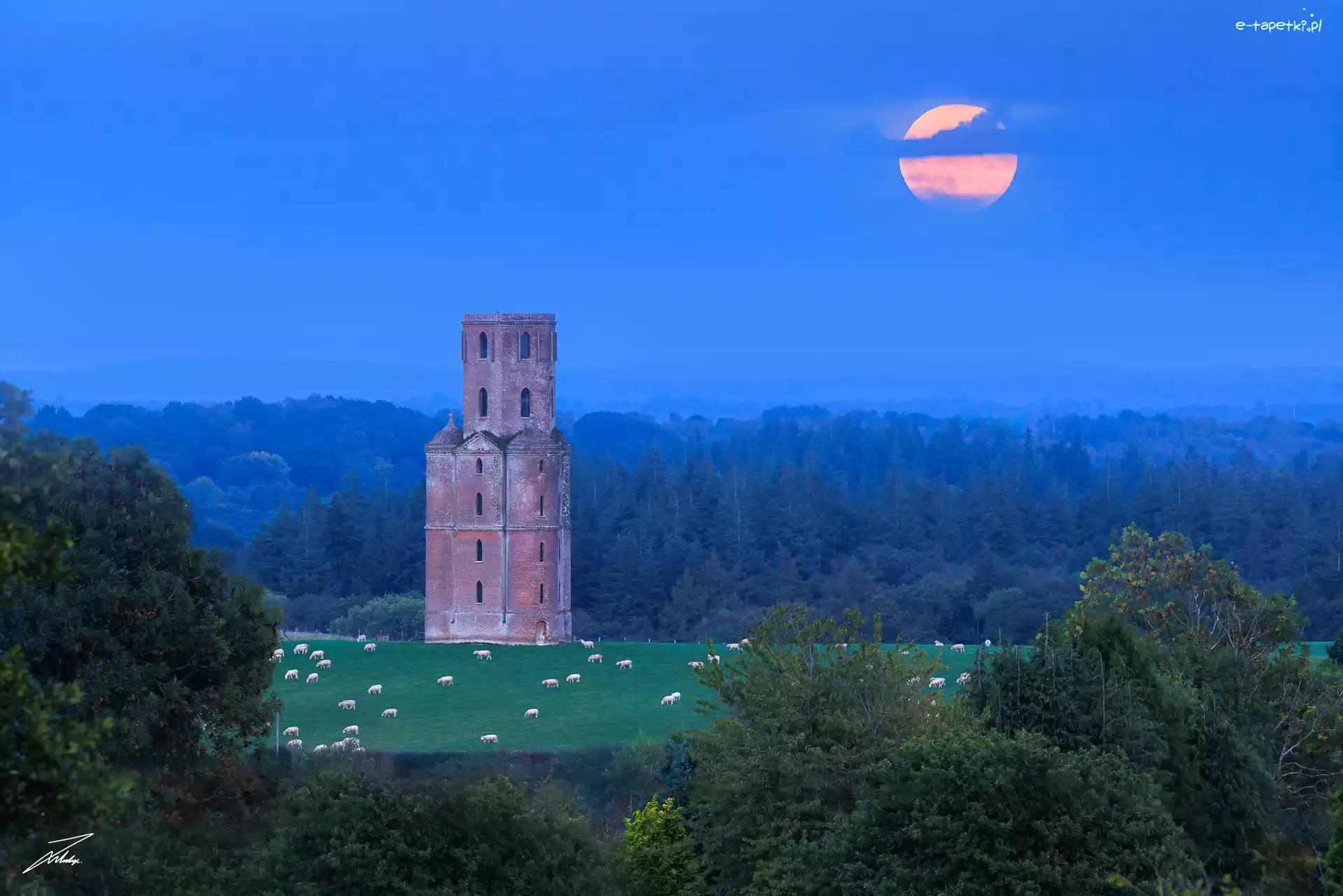 Drzewa, Anglia, Łąki, Wimborne, Księżyc, Pomnik, Las, Owce, Horton Tower, Dorset, Pastwisko