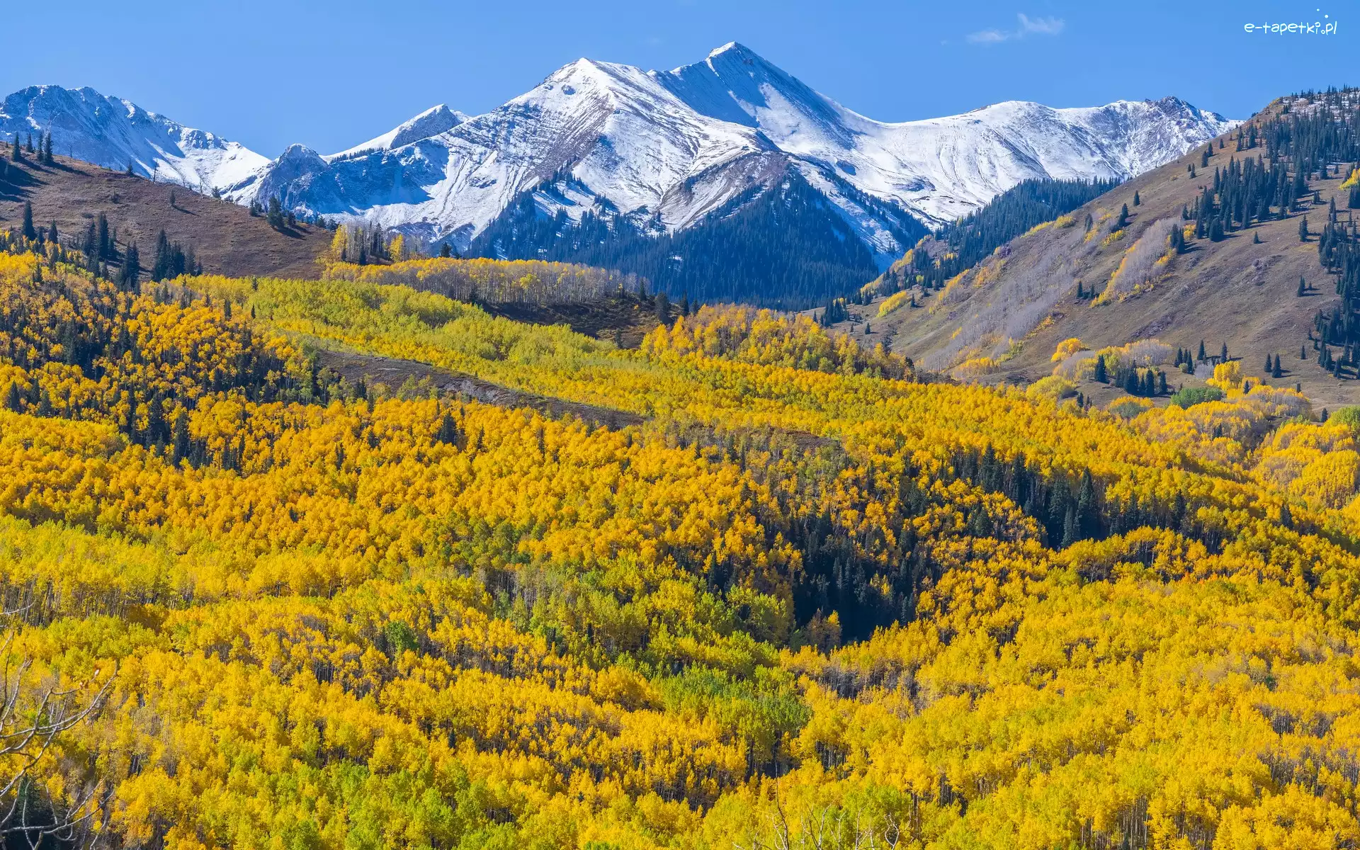 Jesień, Góry, Capitol Peak, Kolorado, Stany Zjednoczone, Drzewa, Las