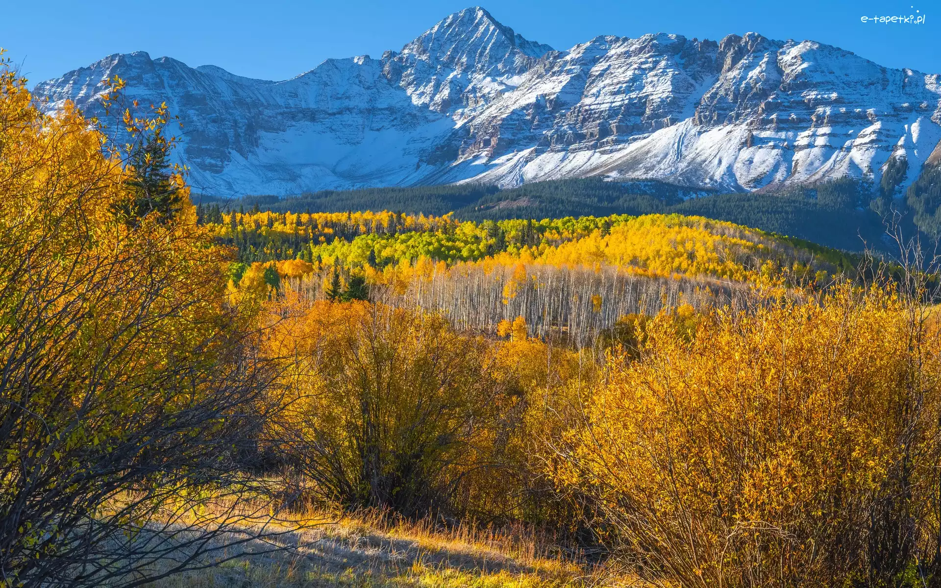 Krzewy Jesień, Góra, Wilson Peak, Kolorado, Stany Zjednoczone, Drzewa, Las