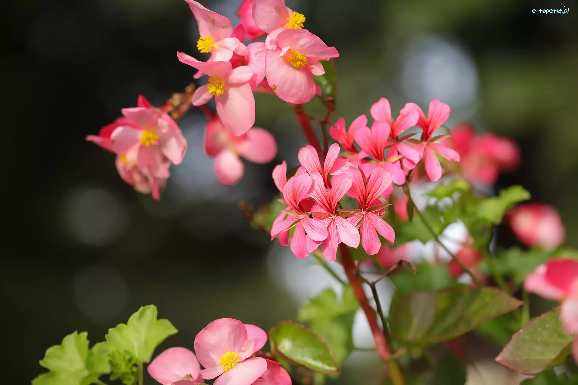 Kwiaty, Różowe, Pelargonie