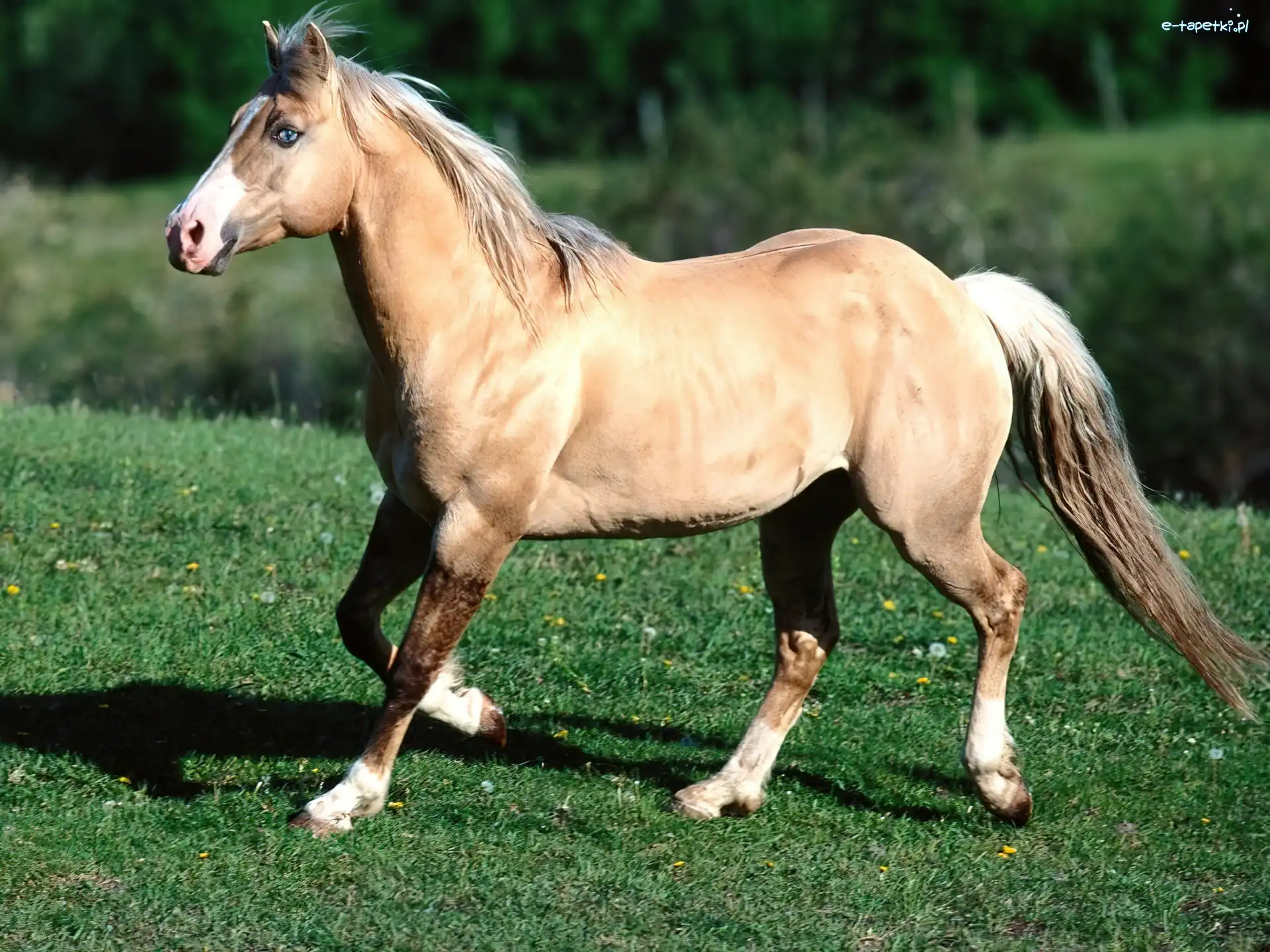 Koń