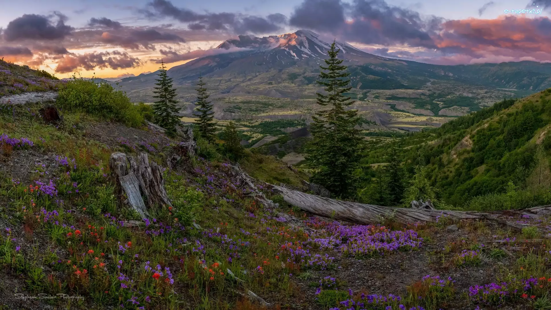 Łąka, Stratowulkan, Stany Zjednoczone, Stan Waszyngton, Mount St Helens, Kwiaty, Drzewa, Góry Kaskadowe