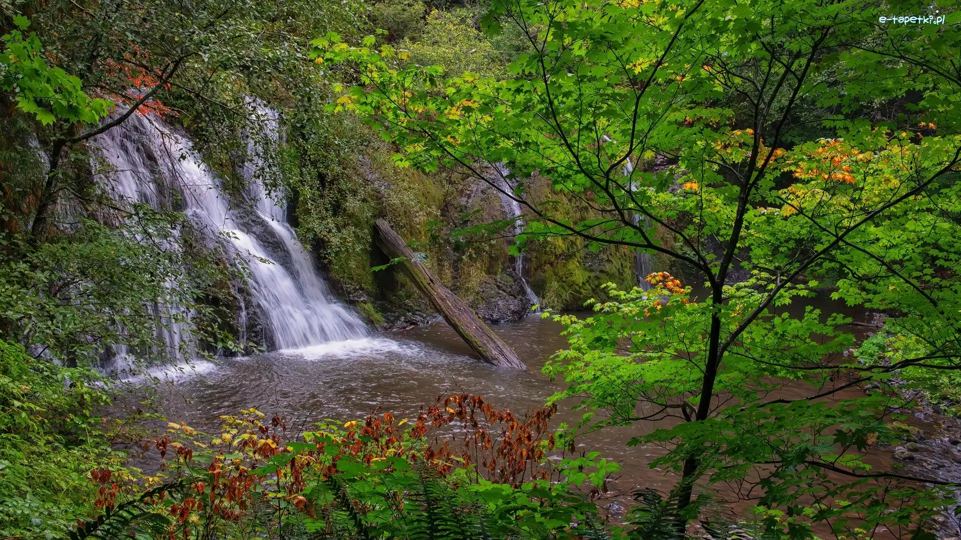 Drzewa, Wodospad, Stany Zjednoczone, Oregon, Beaver Creek Falls, Rośliny, Park Narodowy Olympic, Skały