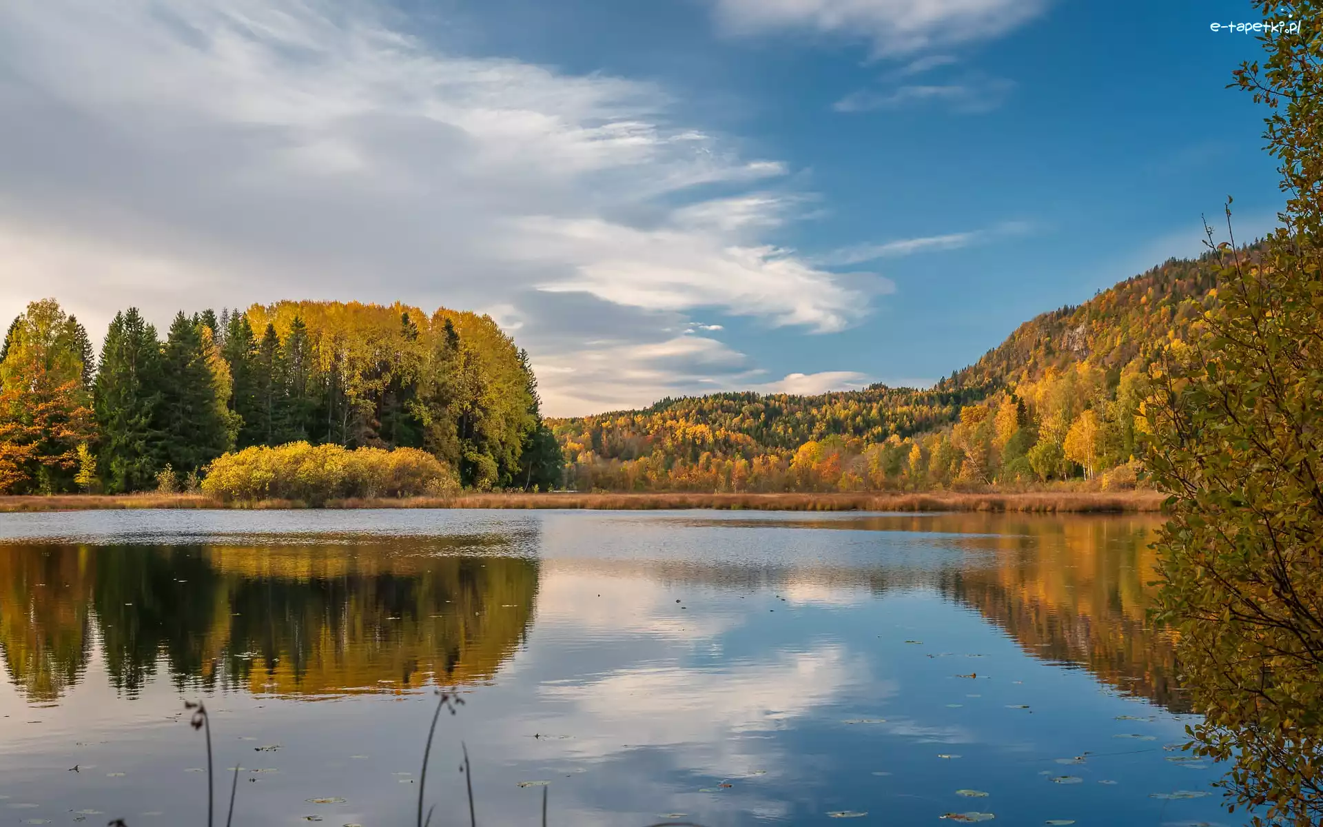 Drzewa, Semsvannet, Las, Jesień, Jezioro, Norwegia