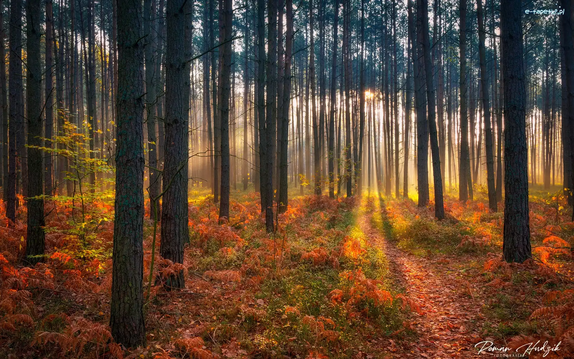 Las, Roślinność, Drzewa, Przebijające światło, Jesień
