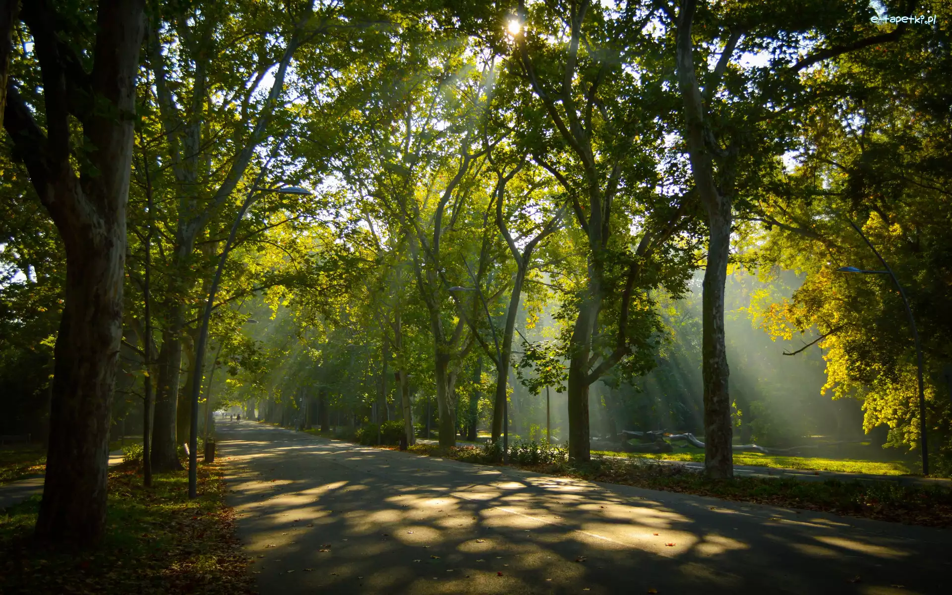 Zieleń, Aleja, Przebijające światło, Lato, Drzewa, Park