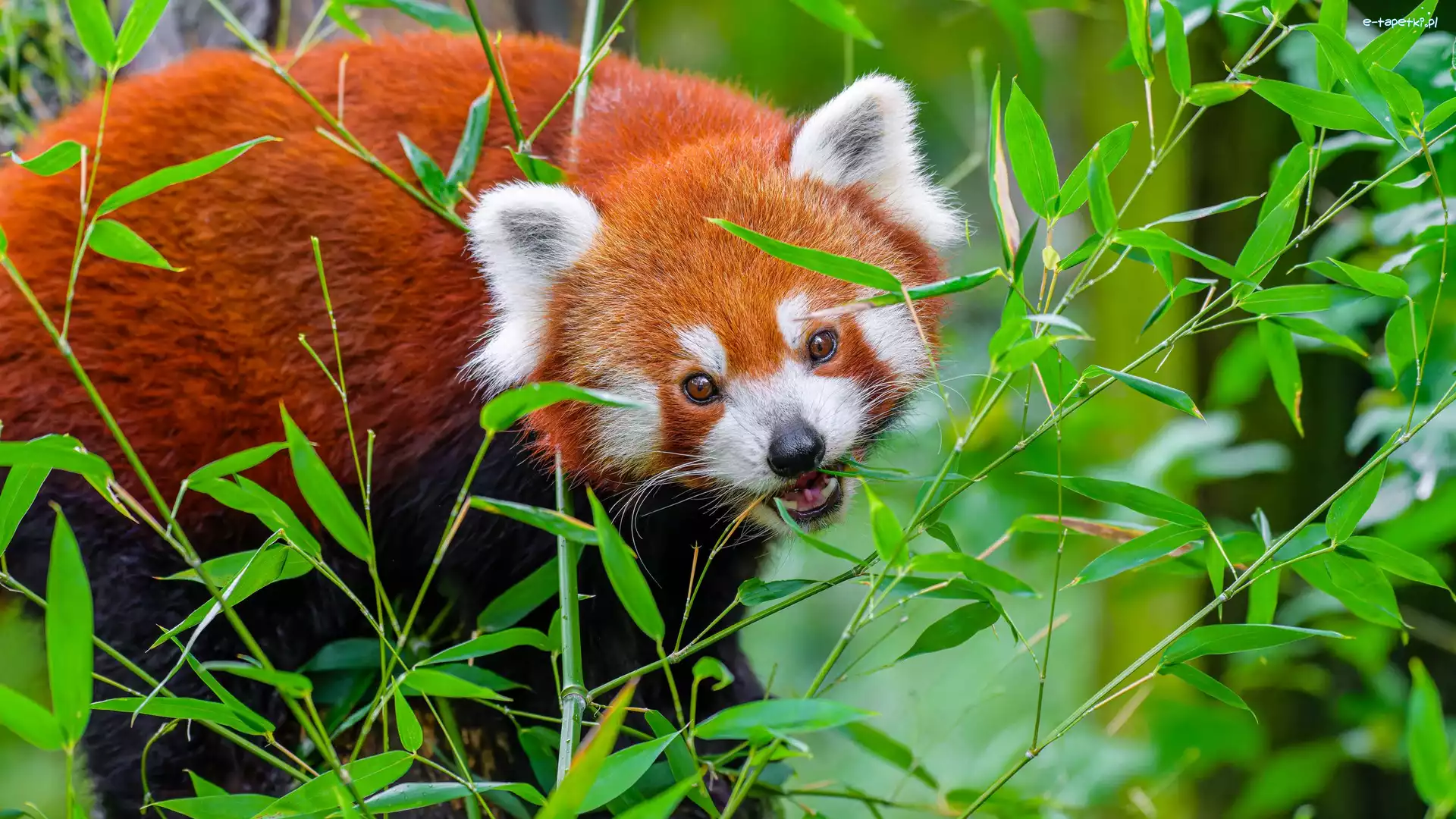 Czerwona panda, Liście, Gałązki, Pandka ruda