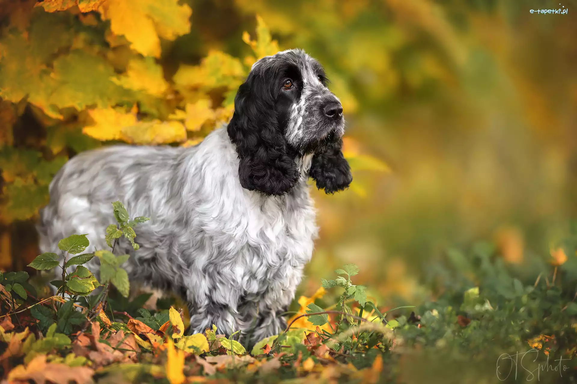 Cocker spaniel angielski, Pies