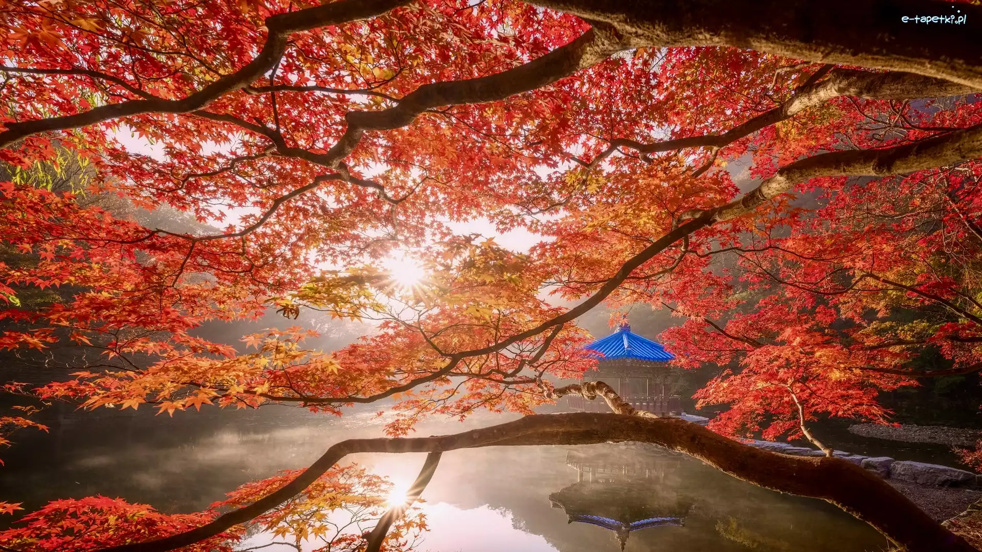 Pawilon Ukimido, Altana, Klon, Staw Sagiike, Jesień, Japonia, Nara, Liście, Nara Park