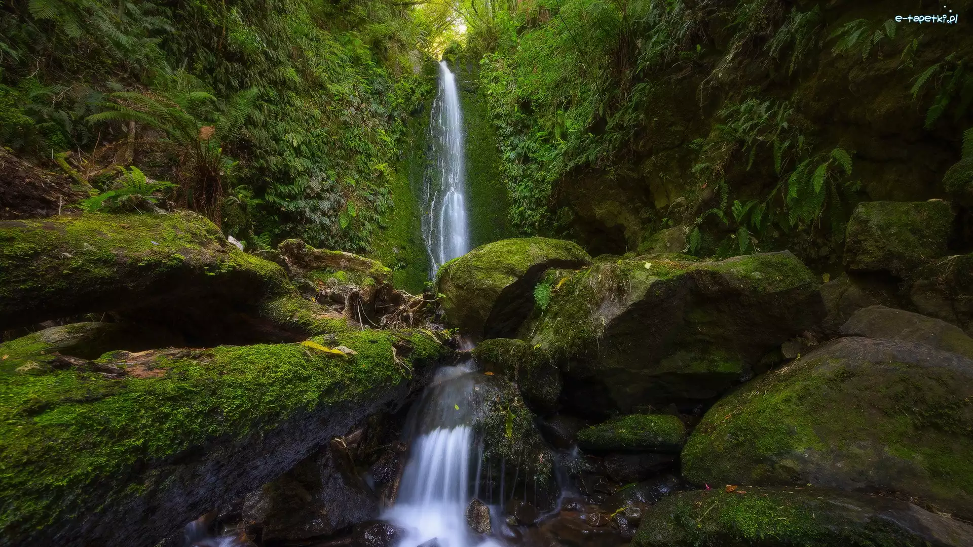 Omszałe, Wodospad, Nicols Falls, Dunedin, Nowa Zelandia, Kamienie, Roślinność