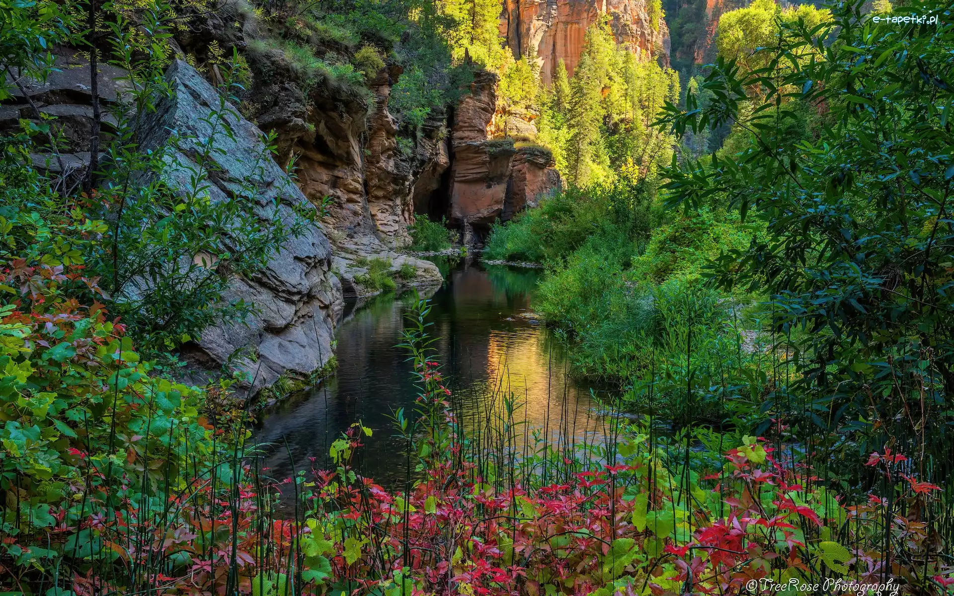 Skały, Rzeka, Stany Zjednoczone, Arizona, Drzewa, Kamienie, Sedona, West Fork Oak Creek