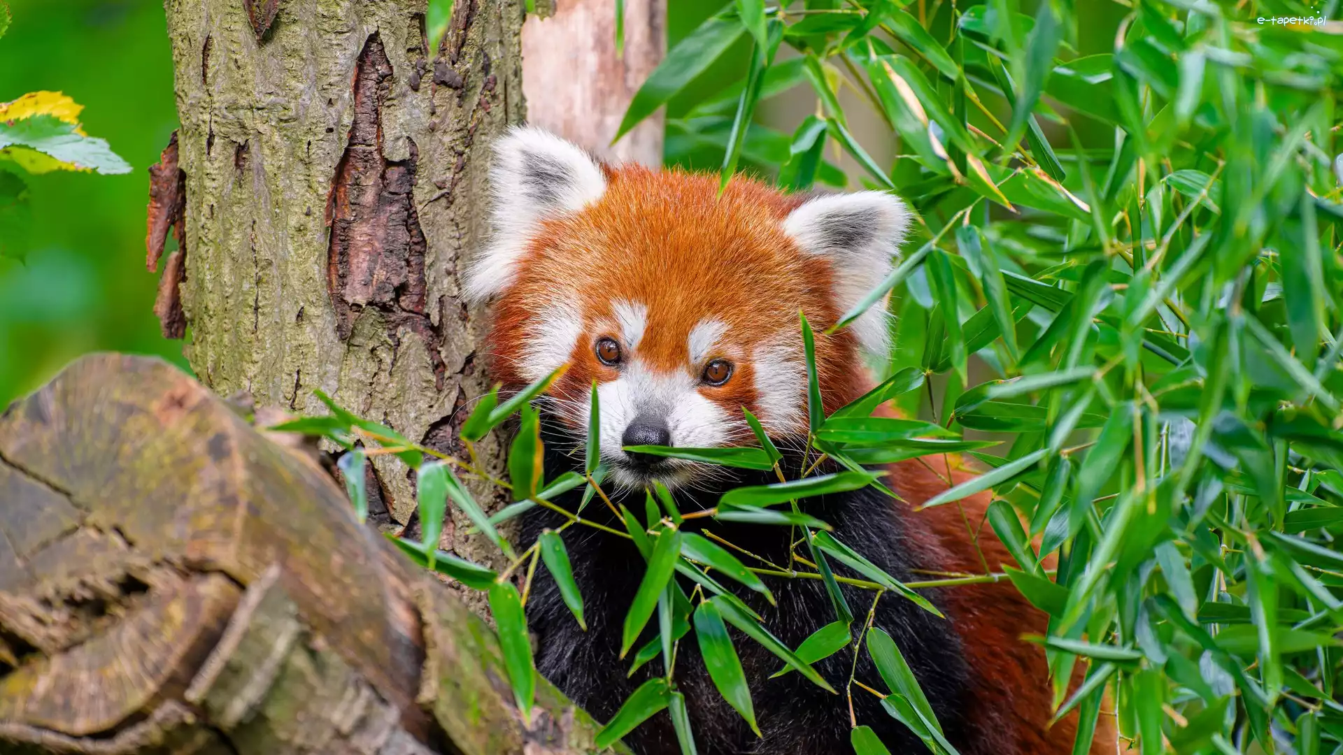Pandka ruda, Kłoda, Liście, Panda czerwona