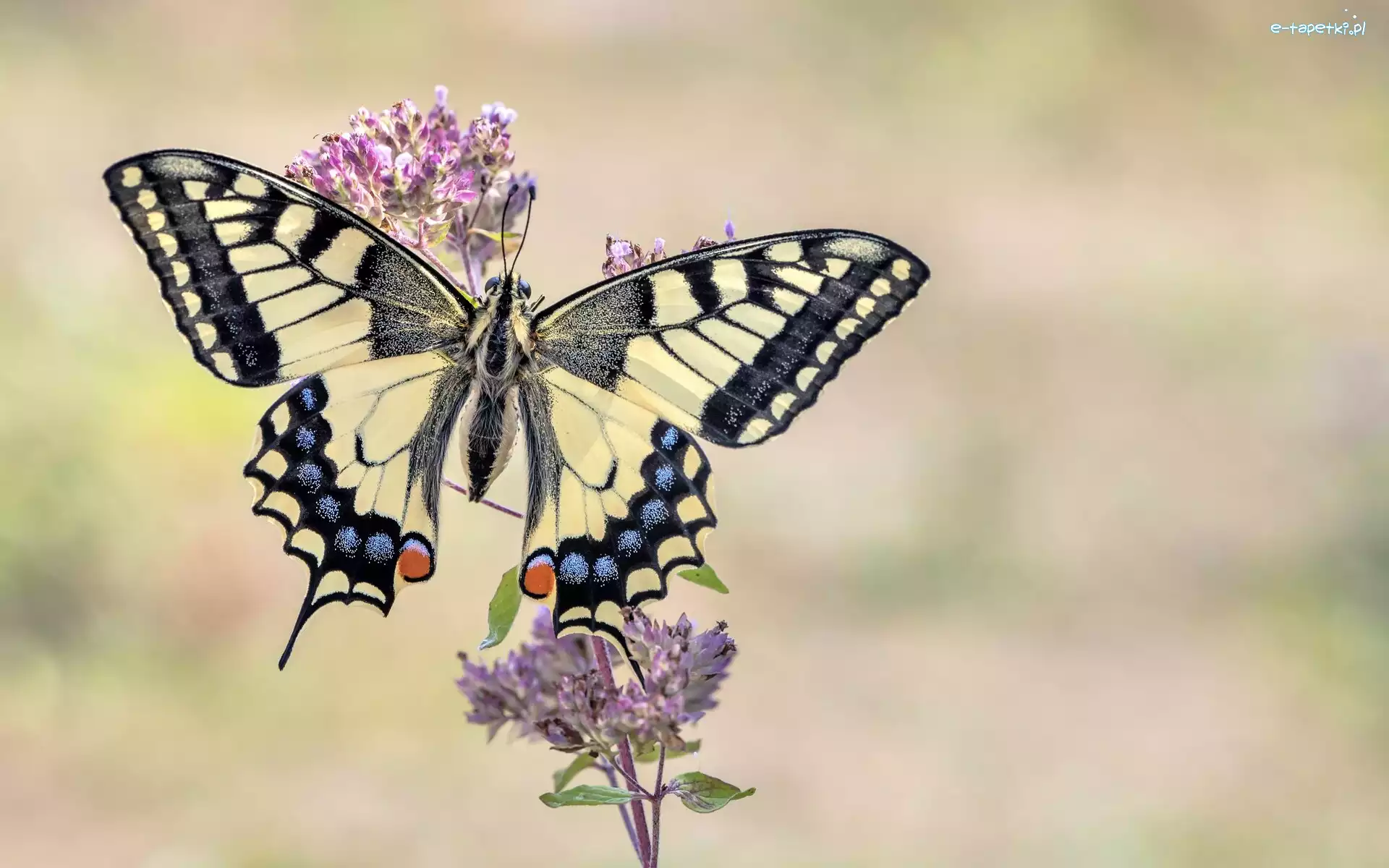 Paź królowej, Gałązka, Kwiaty, Motyl