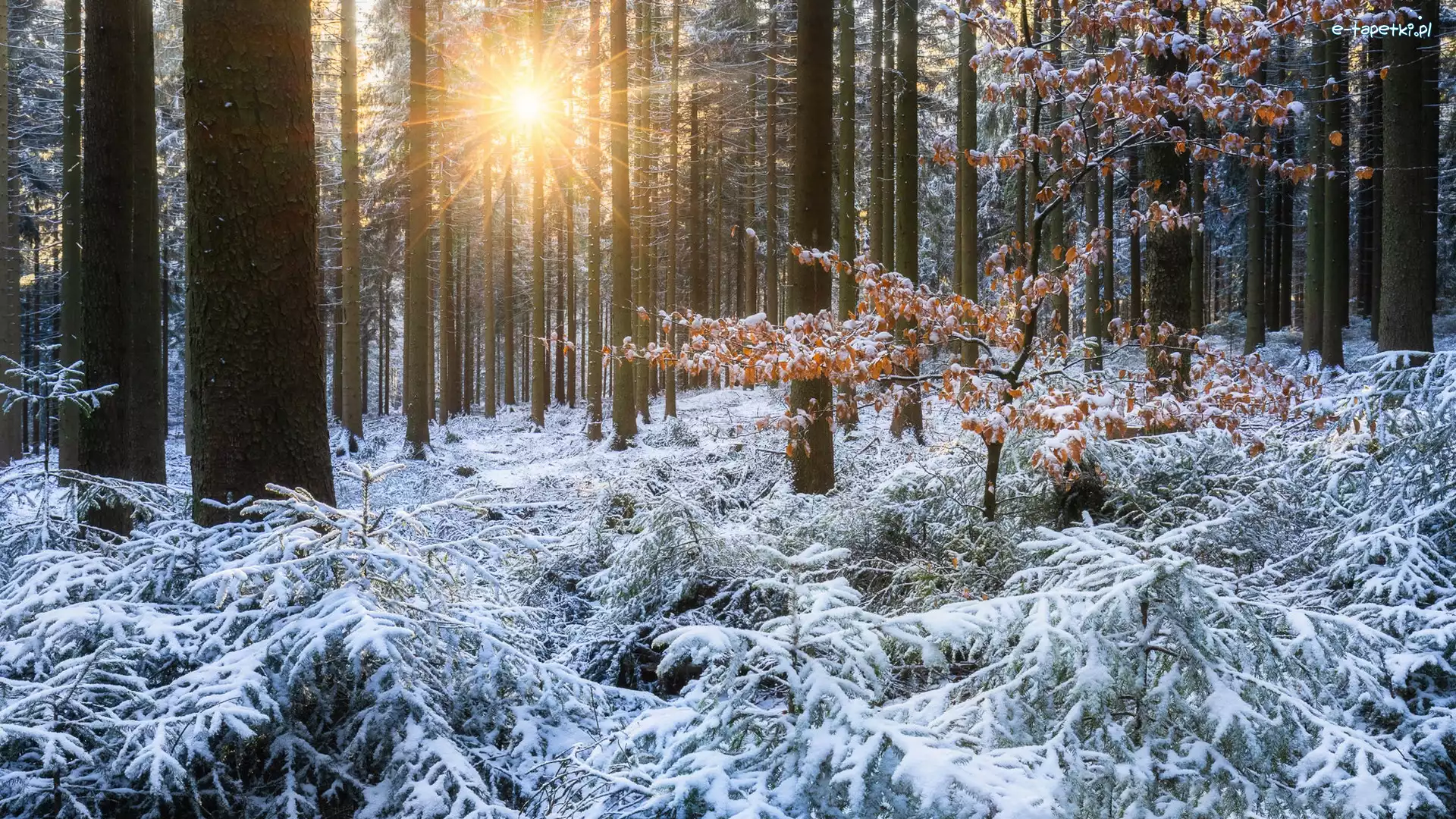 Las, Drzewa, Zima, Promienie słońca, Śnieg