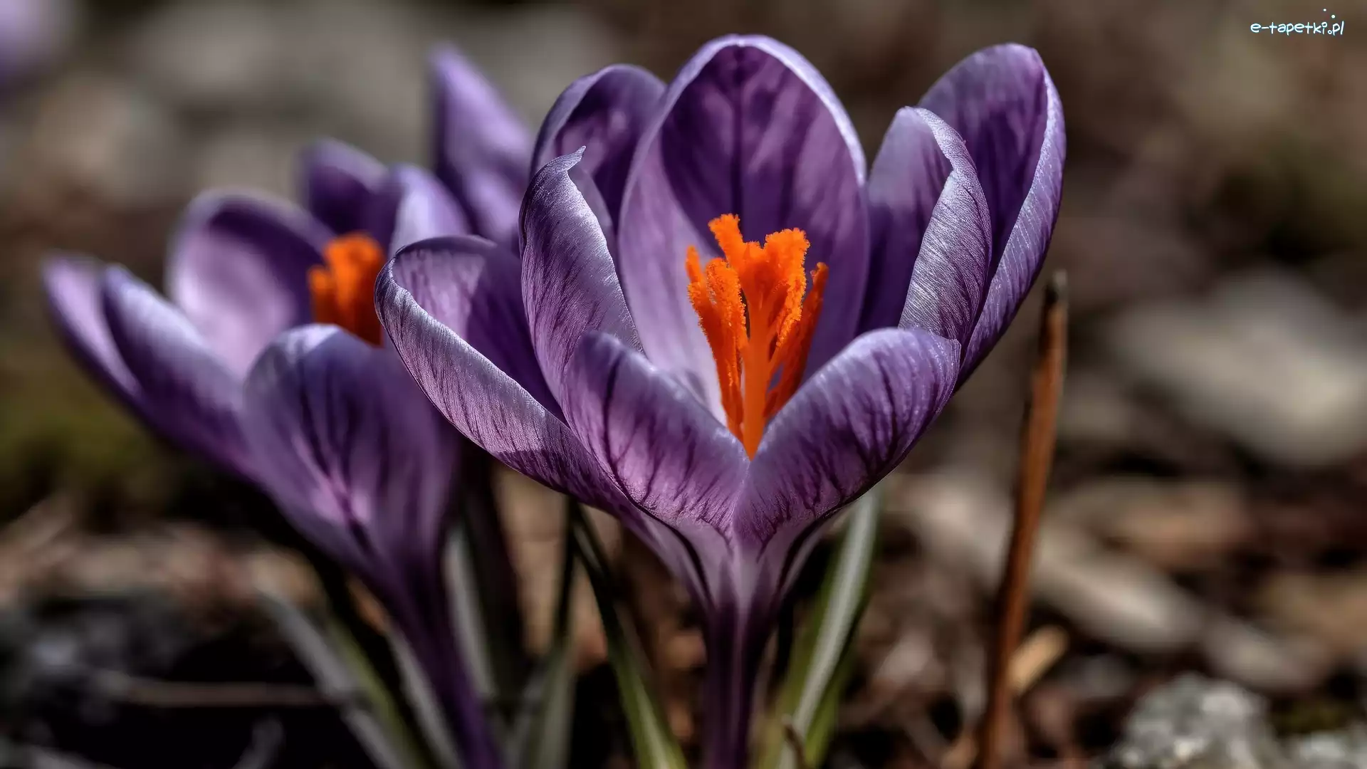 Fioletowy, Makro, Krokus, Kwiat