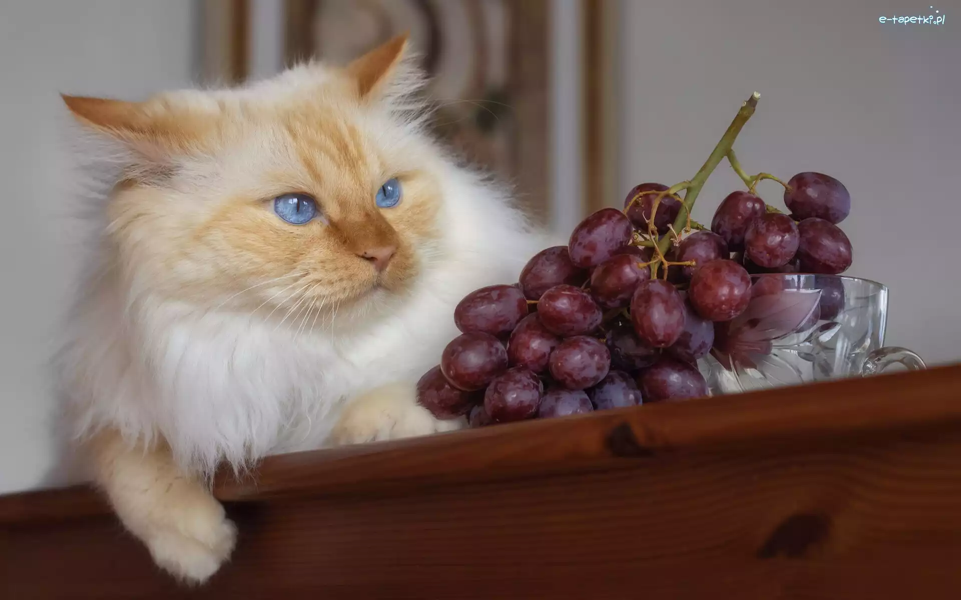 Niebieskooki, Winogrono, Kot, Stół, Szklanka