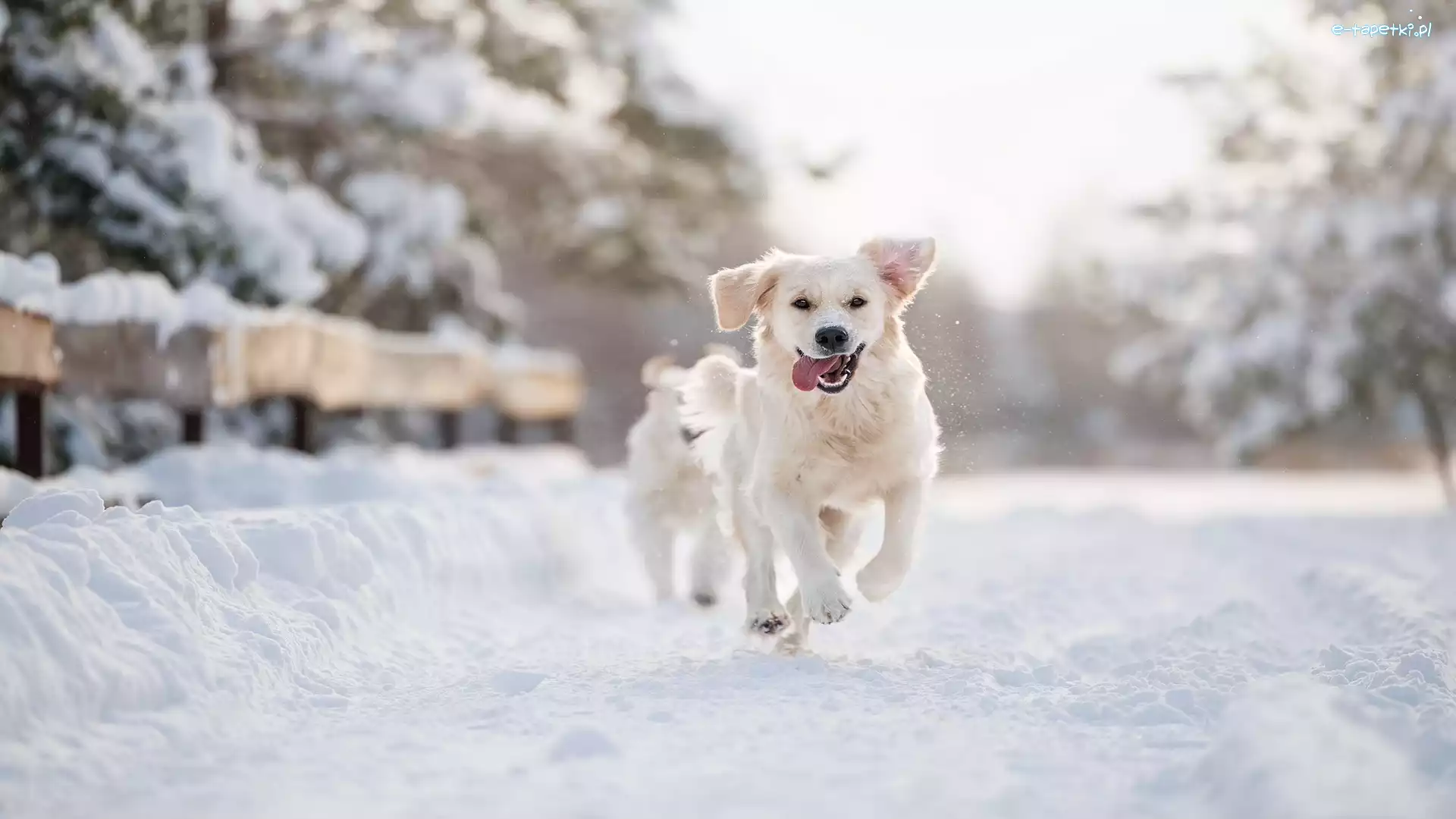 Golden retriever, Śnieg, Zima, Pies