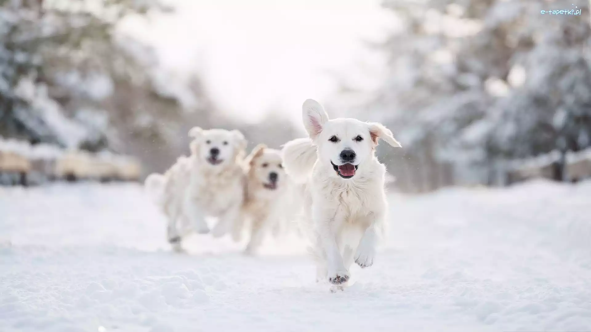 Śnieg, Golden retriever, Zima, Bieg, Psy, Trzy