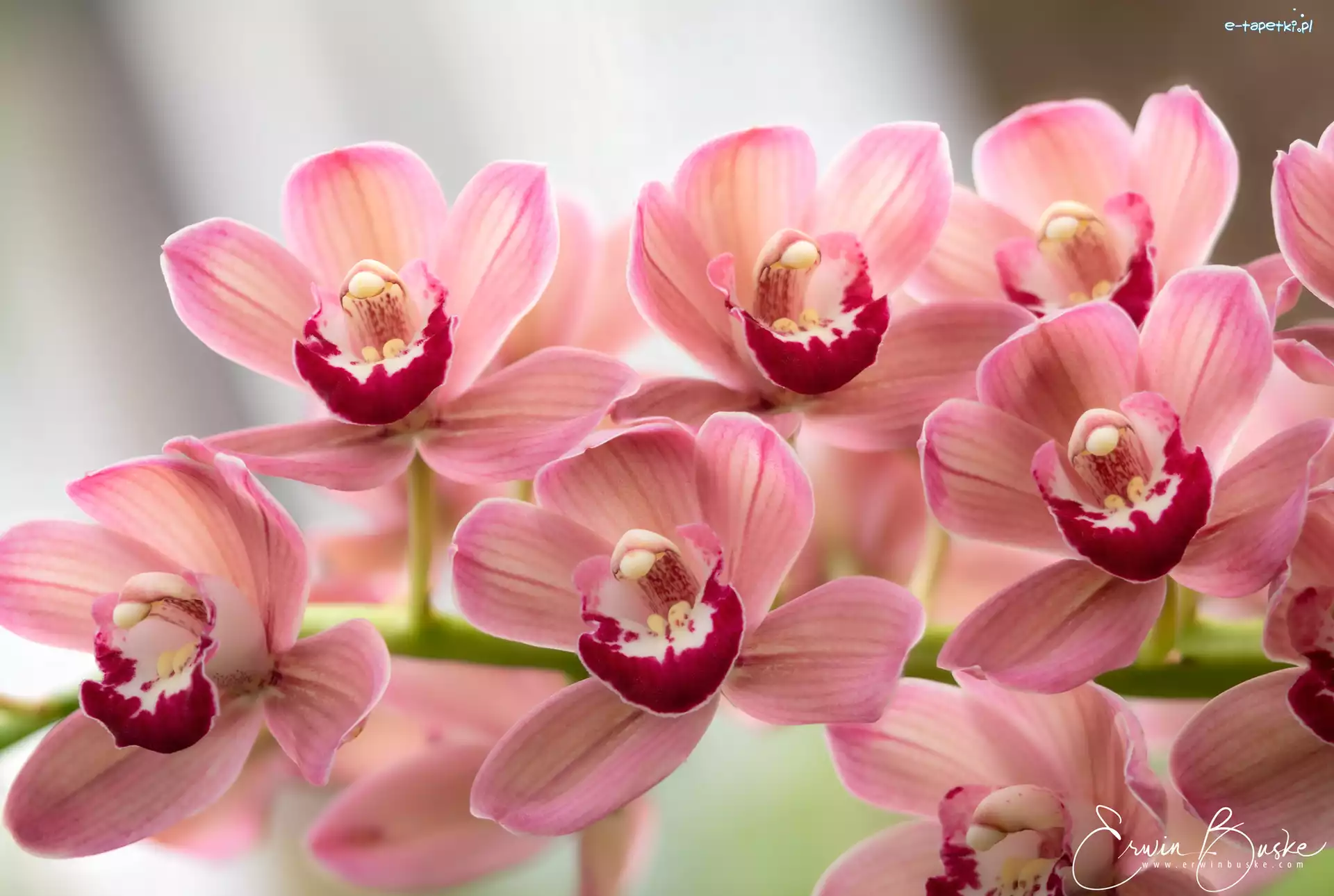 Kwiaty, Różowe, Rozkwitnięte, Storczyki, Orchidee