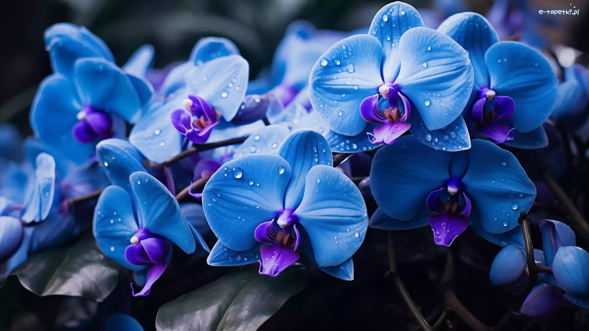 Kwiat, Orchidea, Niebieska, Grafika, Storczyk