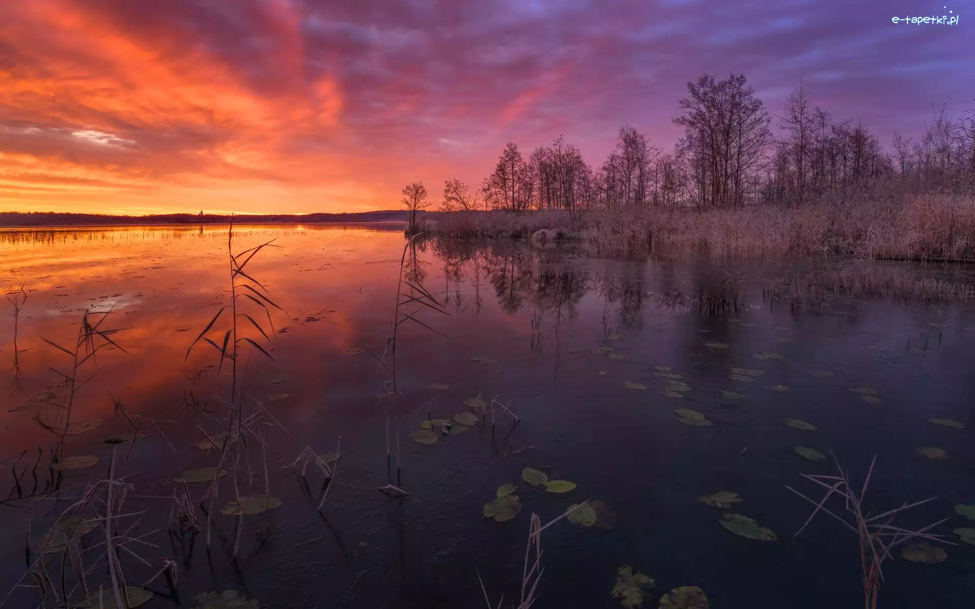 Jezioro, Trawa, Drzewa, Zachód słońca, Szuwary