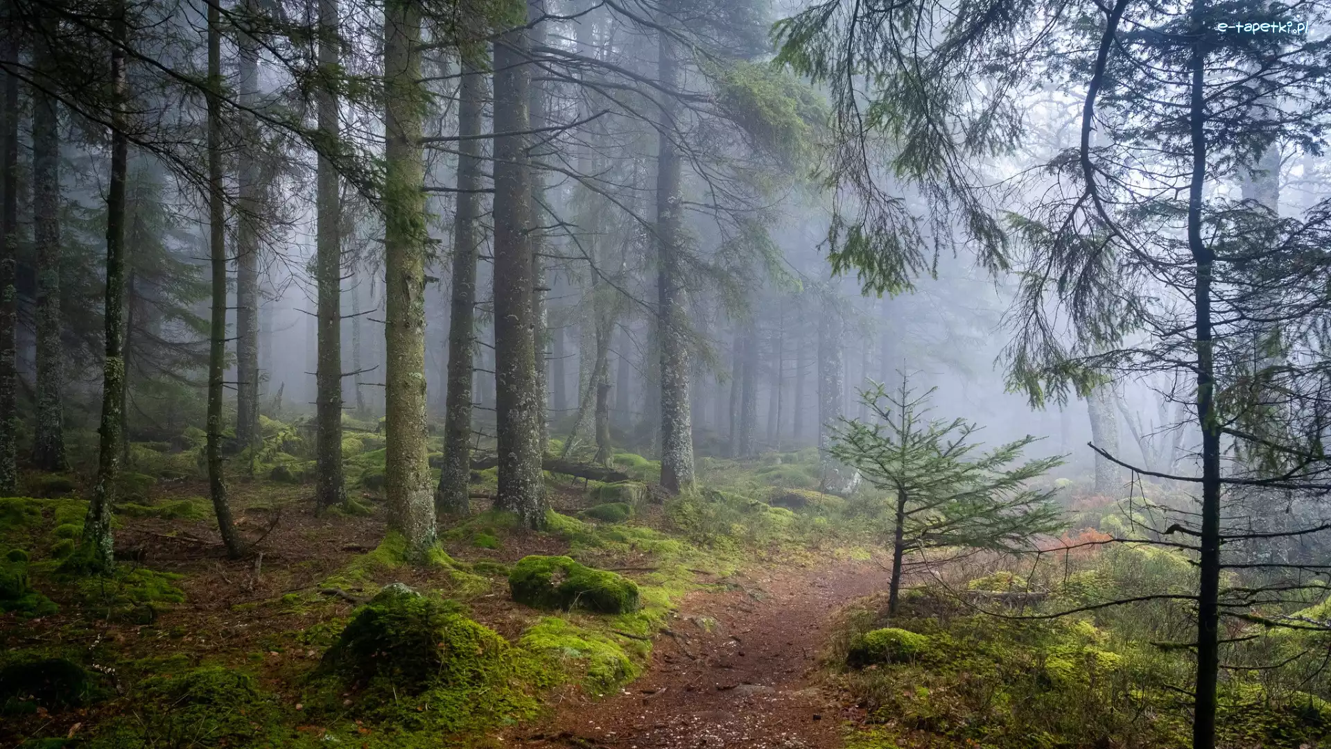 Omszałe, Mgła, Ścieżka, Kamienie, Drzewa, Las