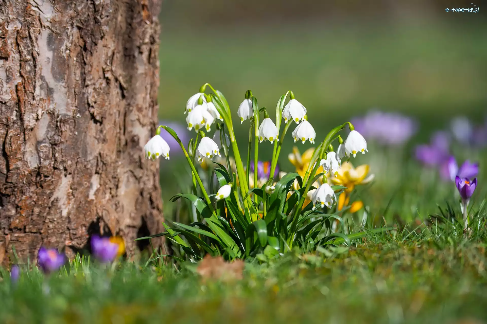 Kwiaty, Śnieżyce, Kępka, Drzewo, Krokus