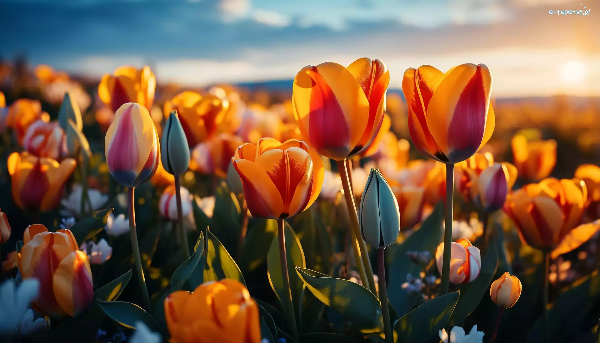Tulipany, Grafika, Zachód słońca, Kwiaty