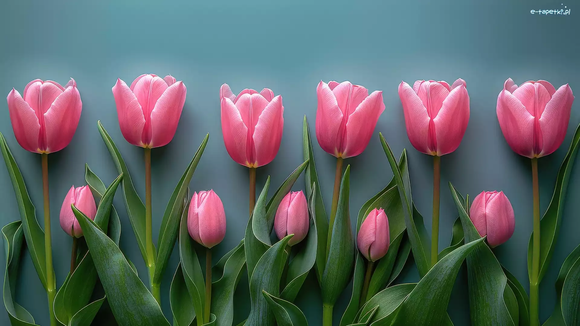 Różowe, Tulipany, Kwiat