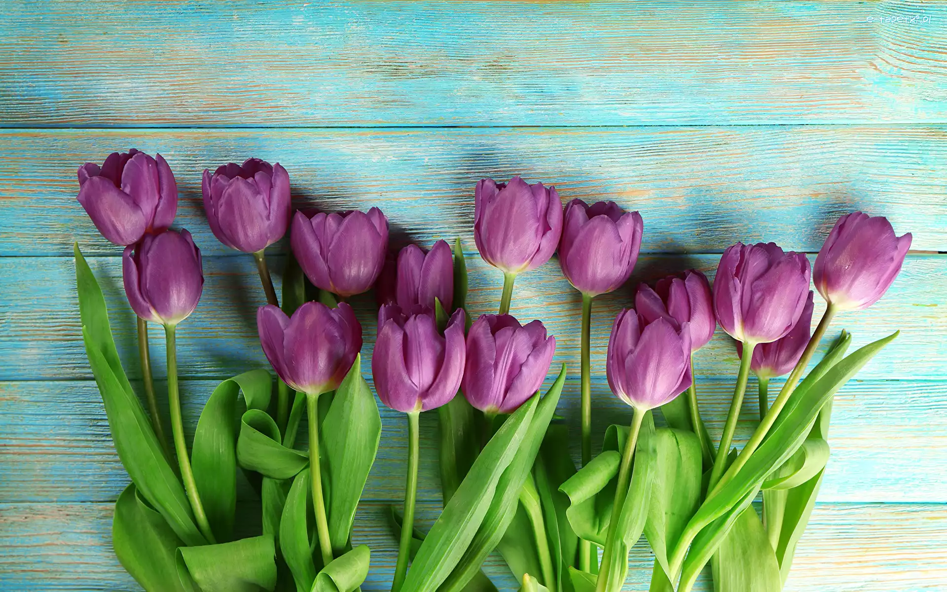 Kwiaty, Fioletowe, Tulipany, Deski, Kolorowe