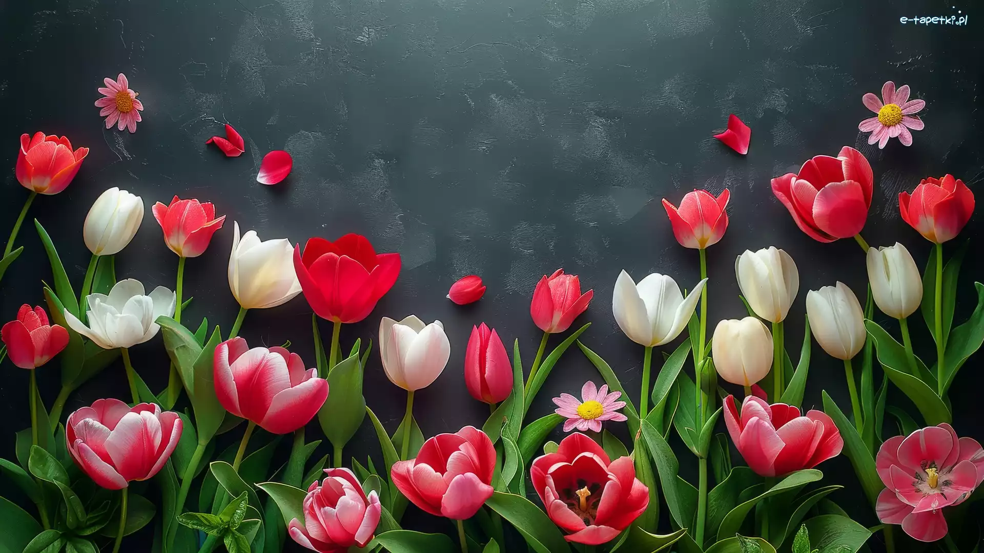 Tulipany, Tło, Ciemne, Kolorowe