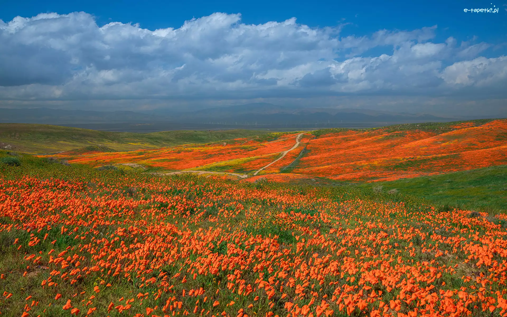 Maczki kalifornijskie, Kalifornia, Chmury, Pozłotki, Antelope Valley, Łąka, Kwiaty, Stany Zjednoczone, Dolina, Niebo